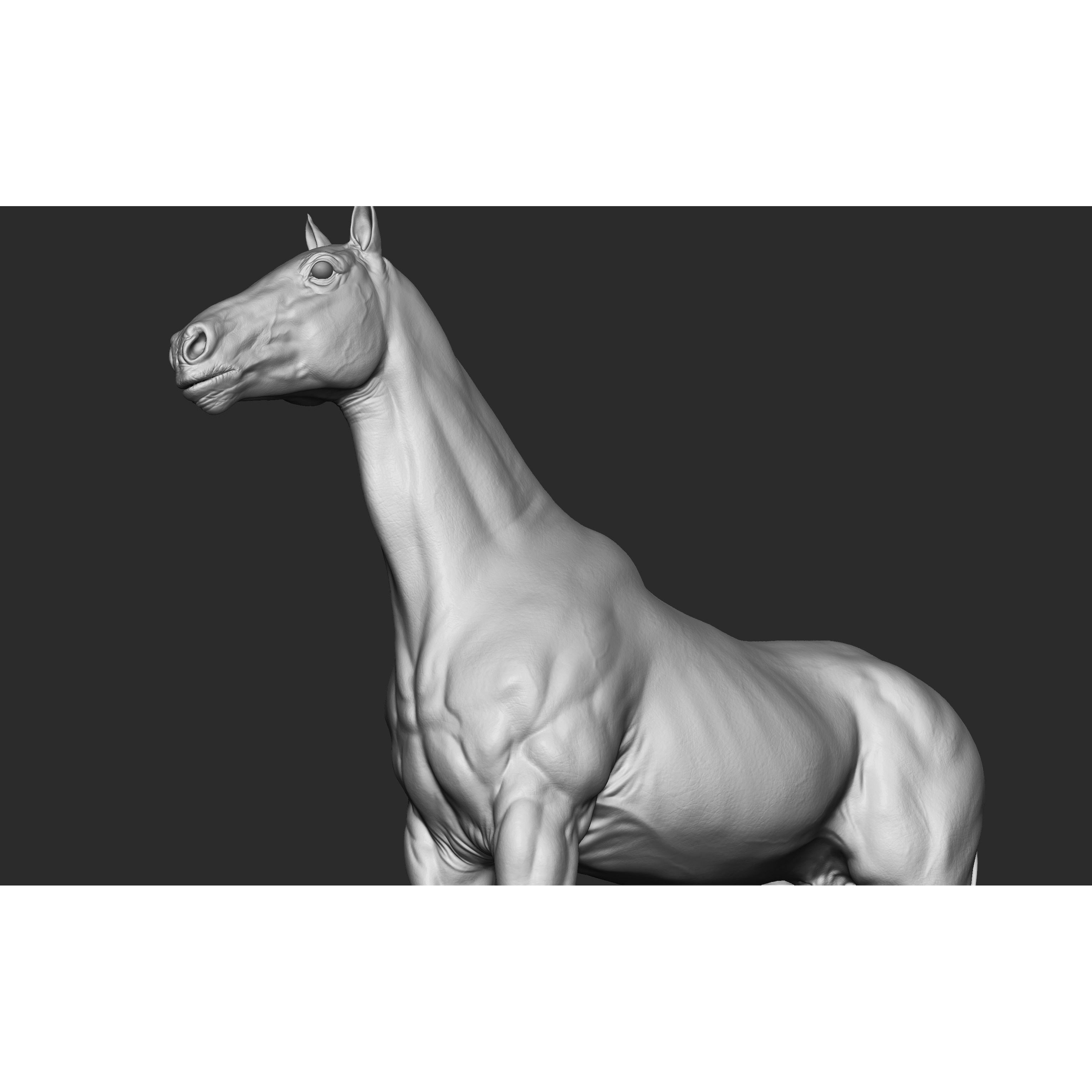 Stallion - Sculpt 3D model 6
