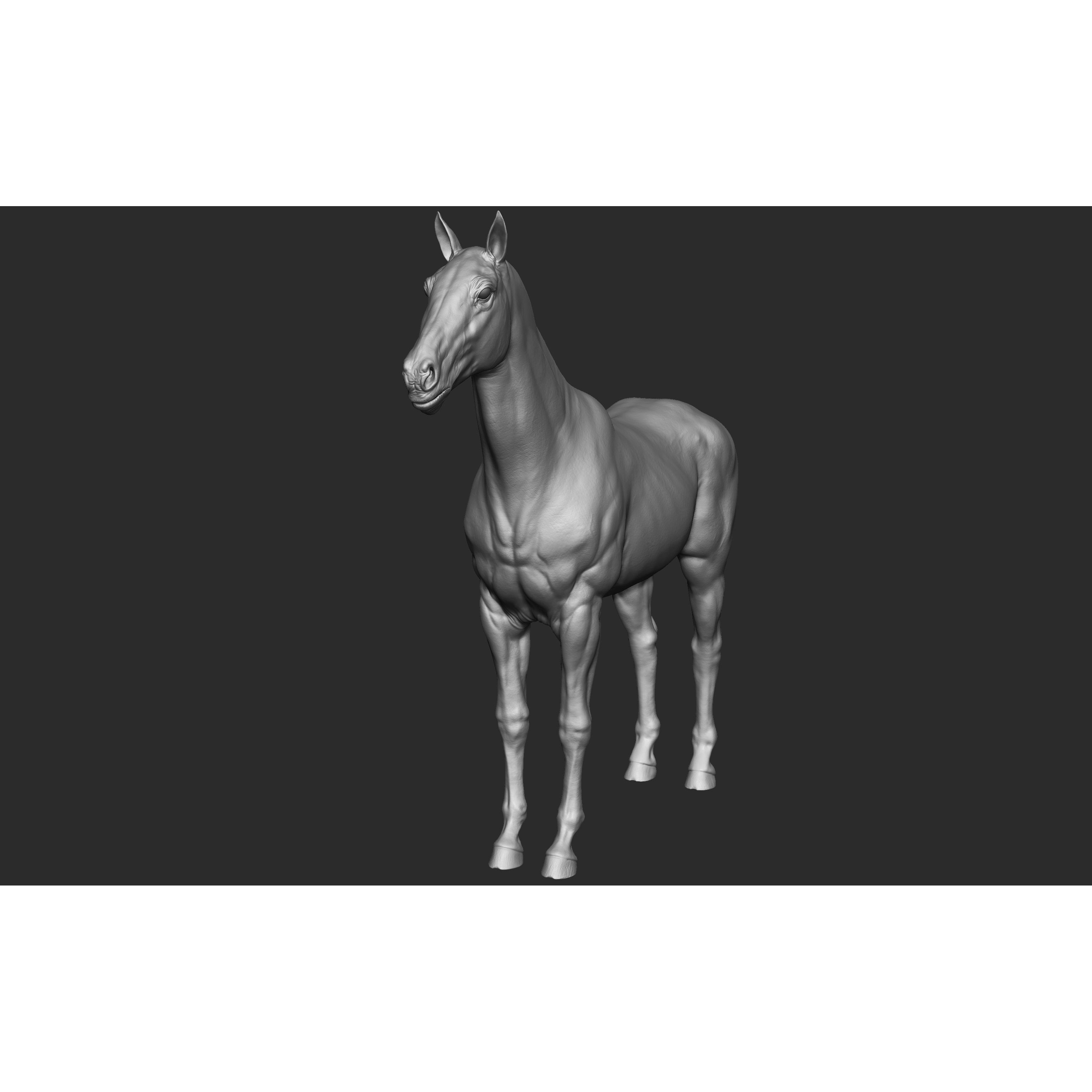 Stallion - Sculpt 3D model 7
