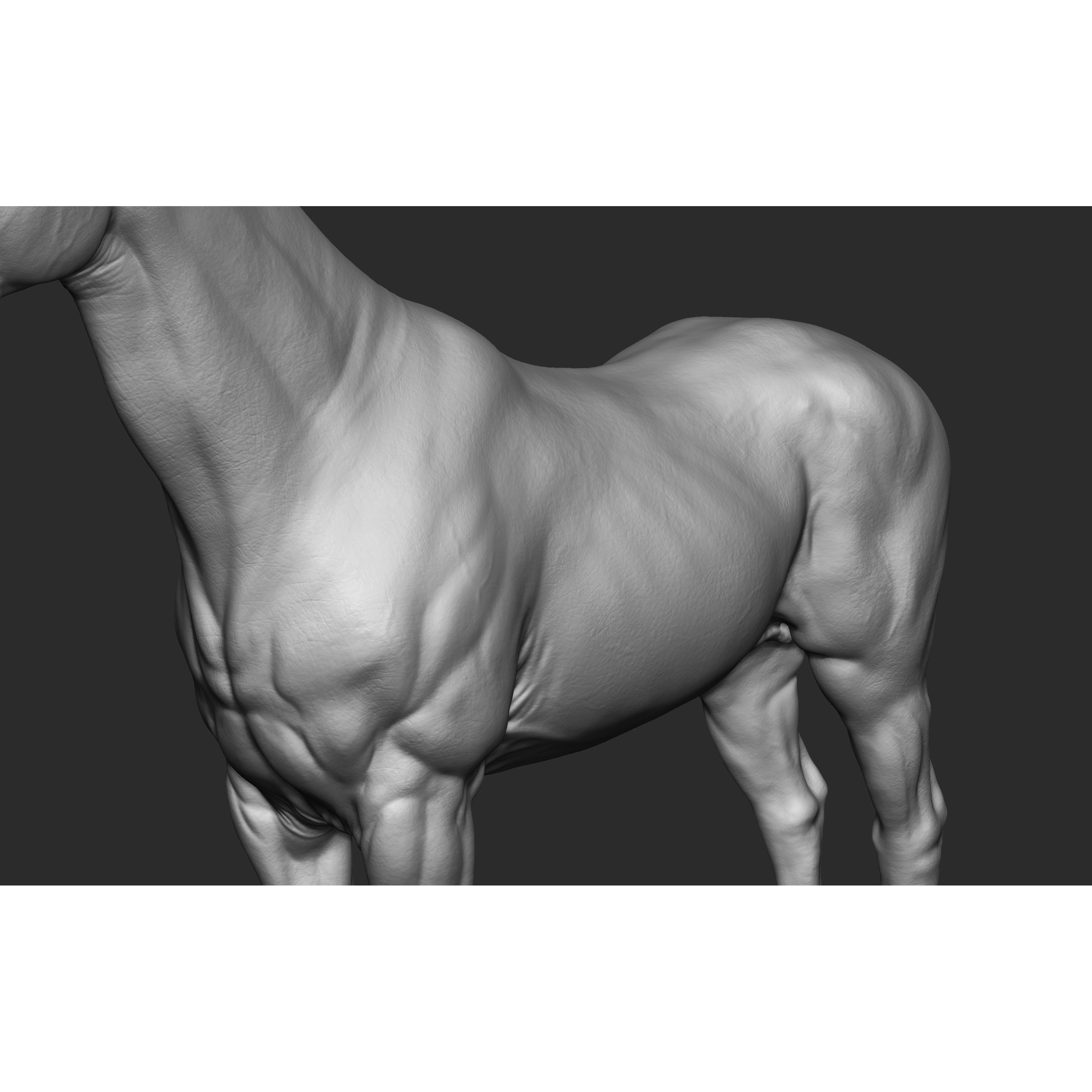 Stallion - Sculpt 3D model 8