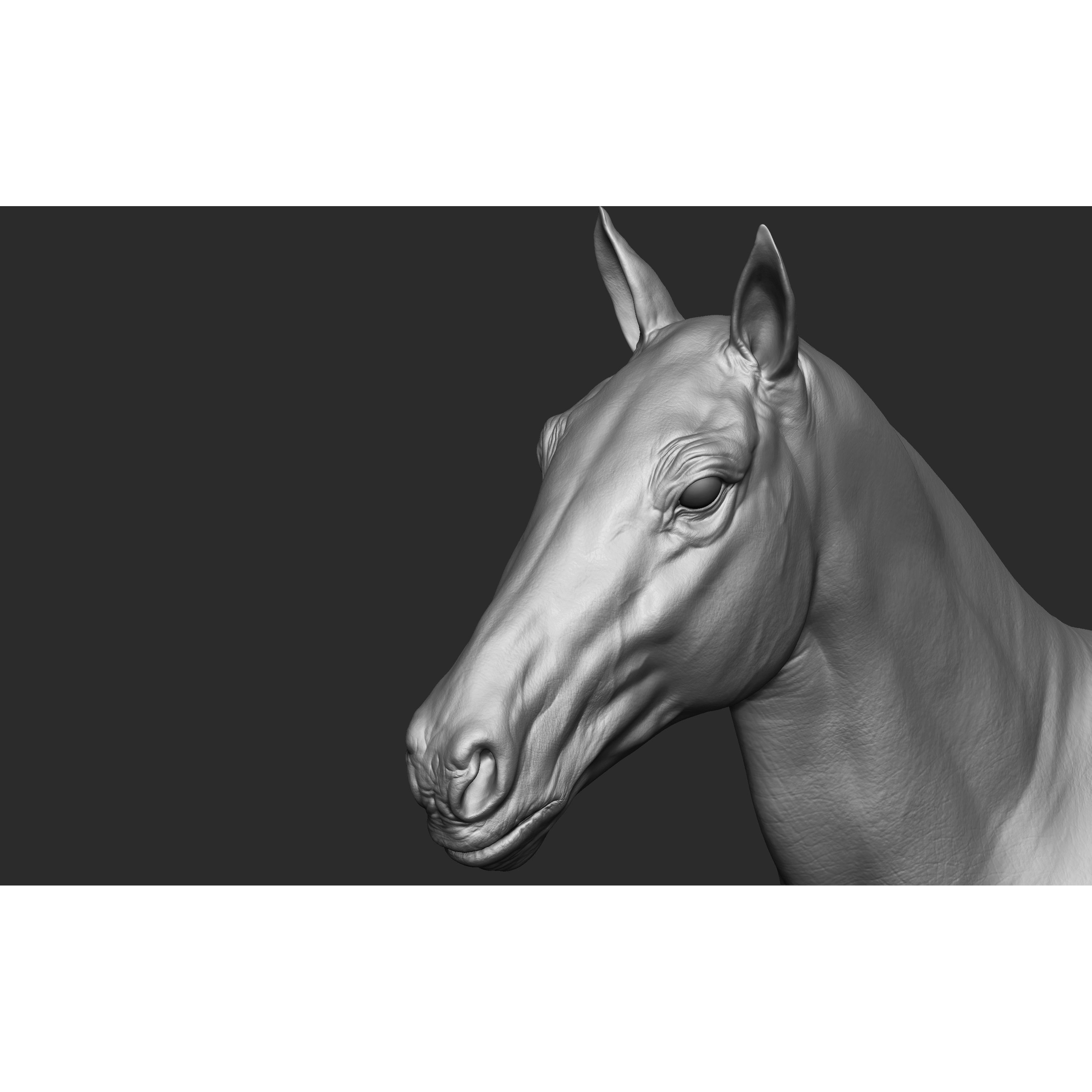 Stallion - Sculpt 3D model 9