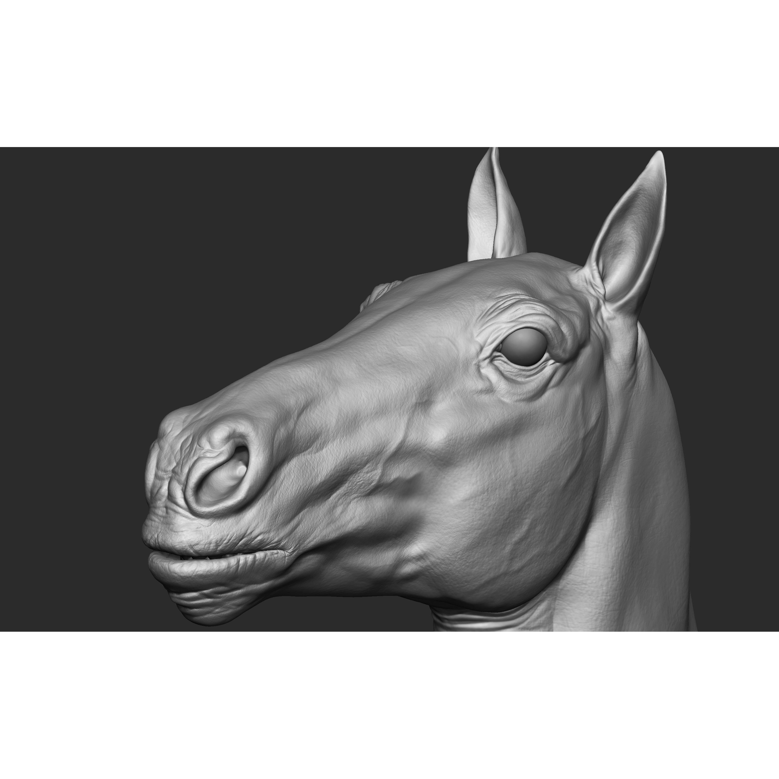 Stallion - Sculpt 3D model 10