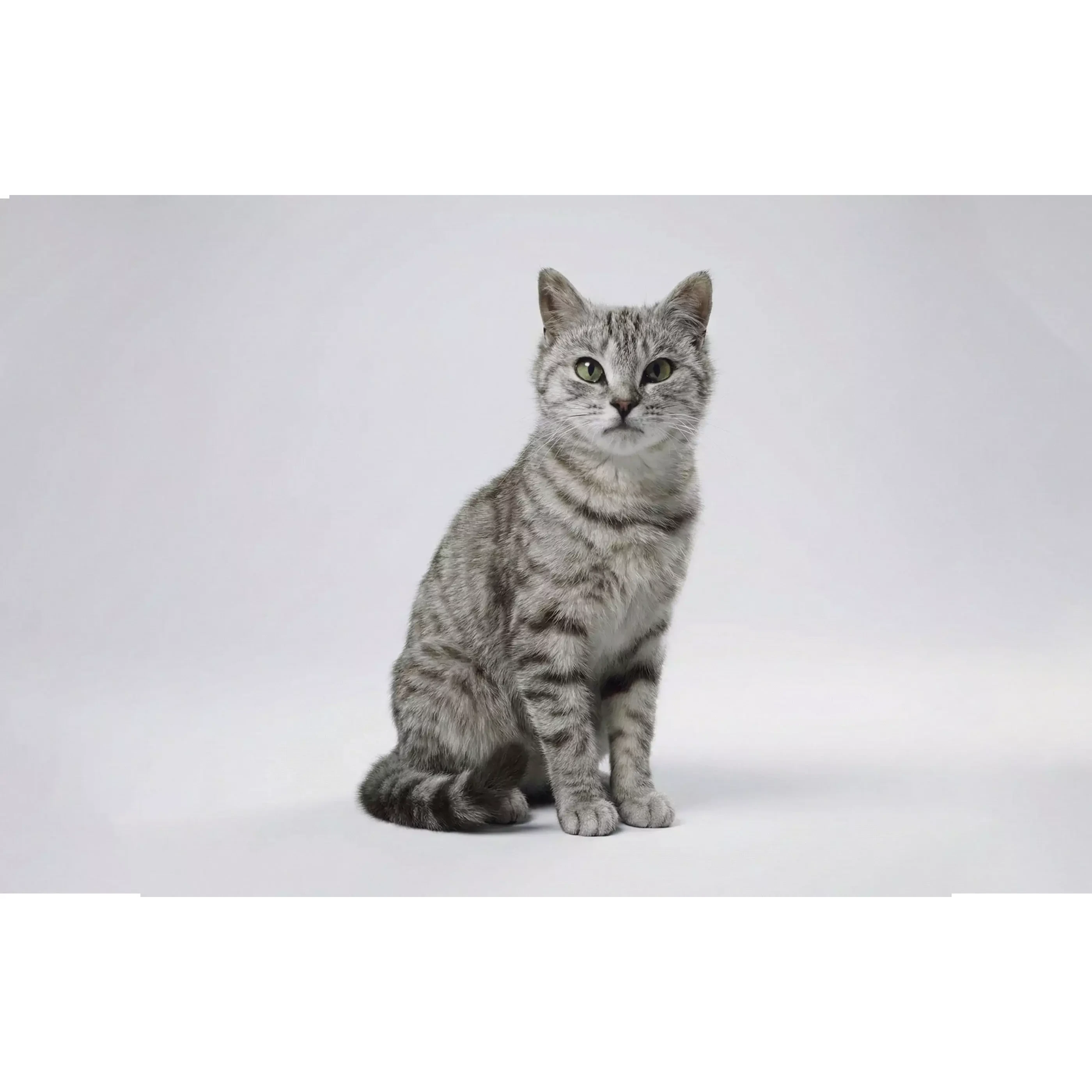 Tabby Cat Rigged Animated Fur 3D model