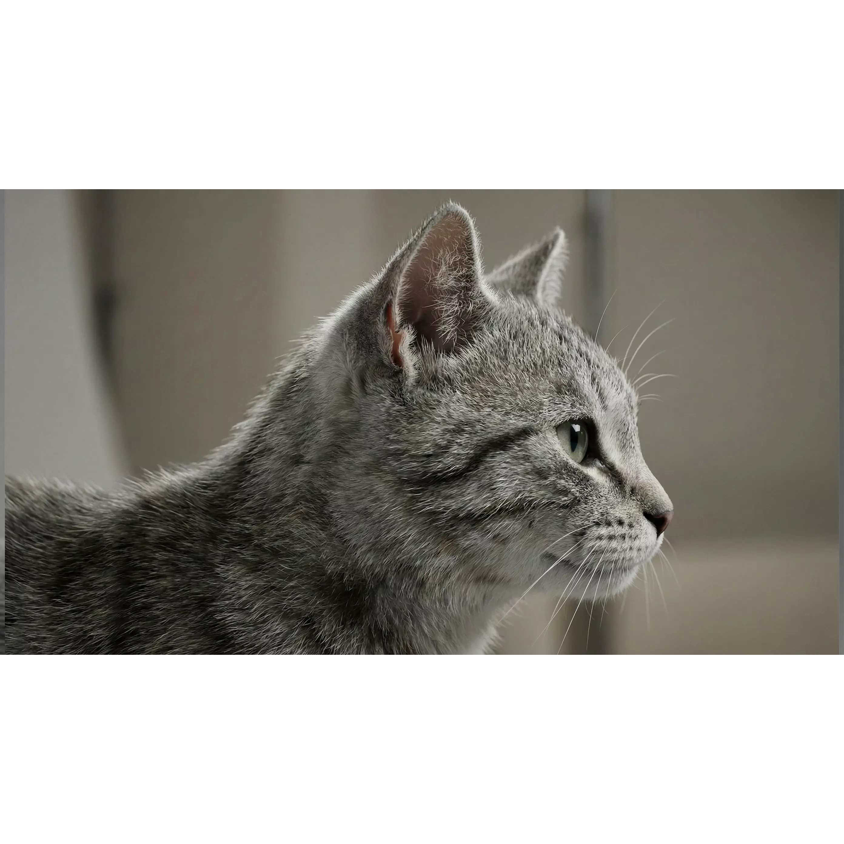 Tabby Cat Rigged Animated Fur 3D model 4