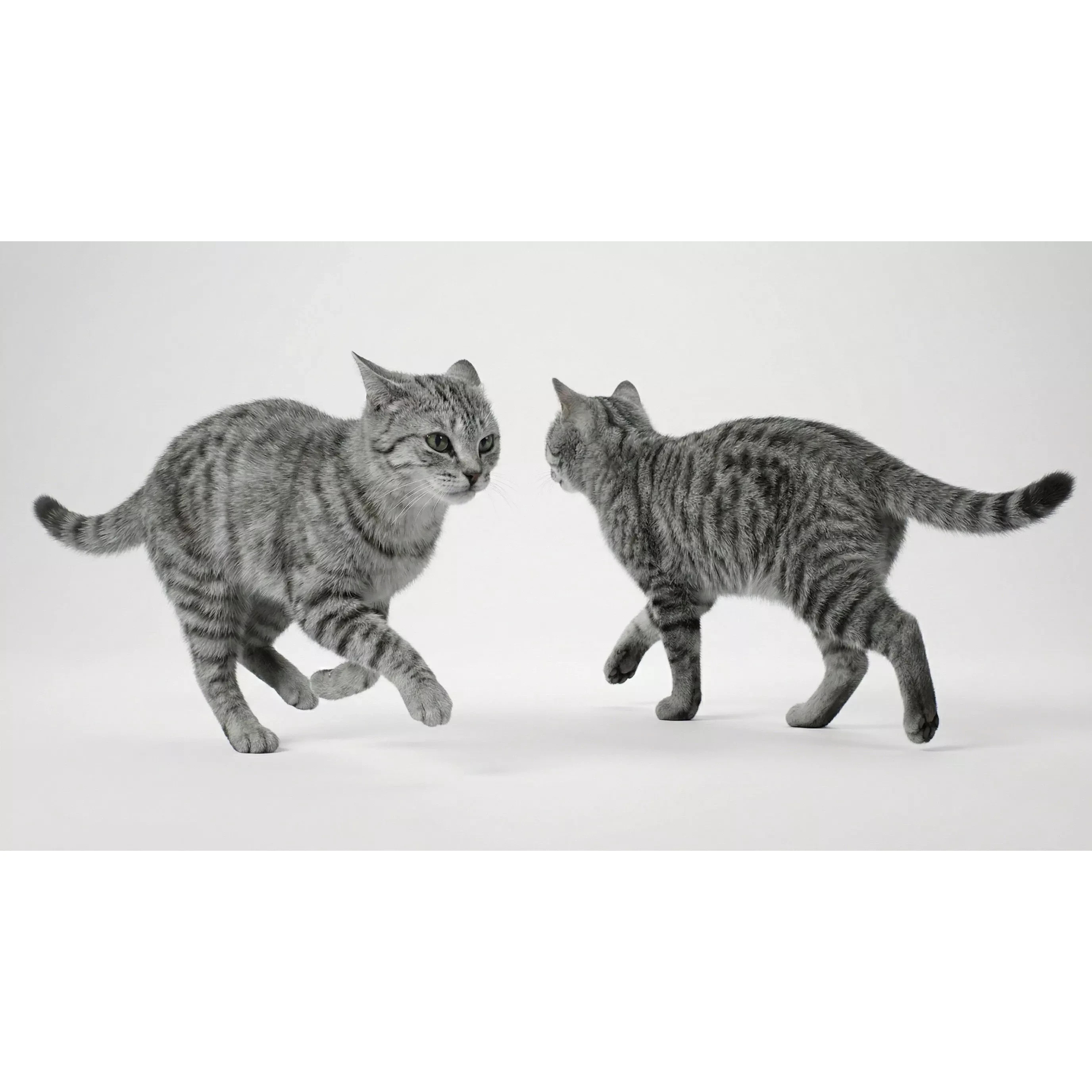 Tabby Cat Rigged Animated Fur 3D model 10