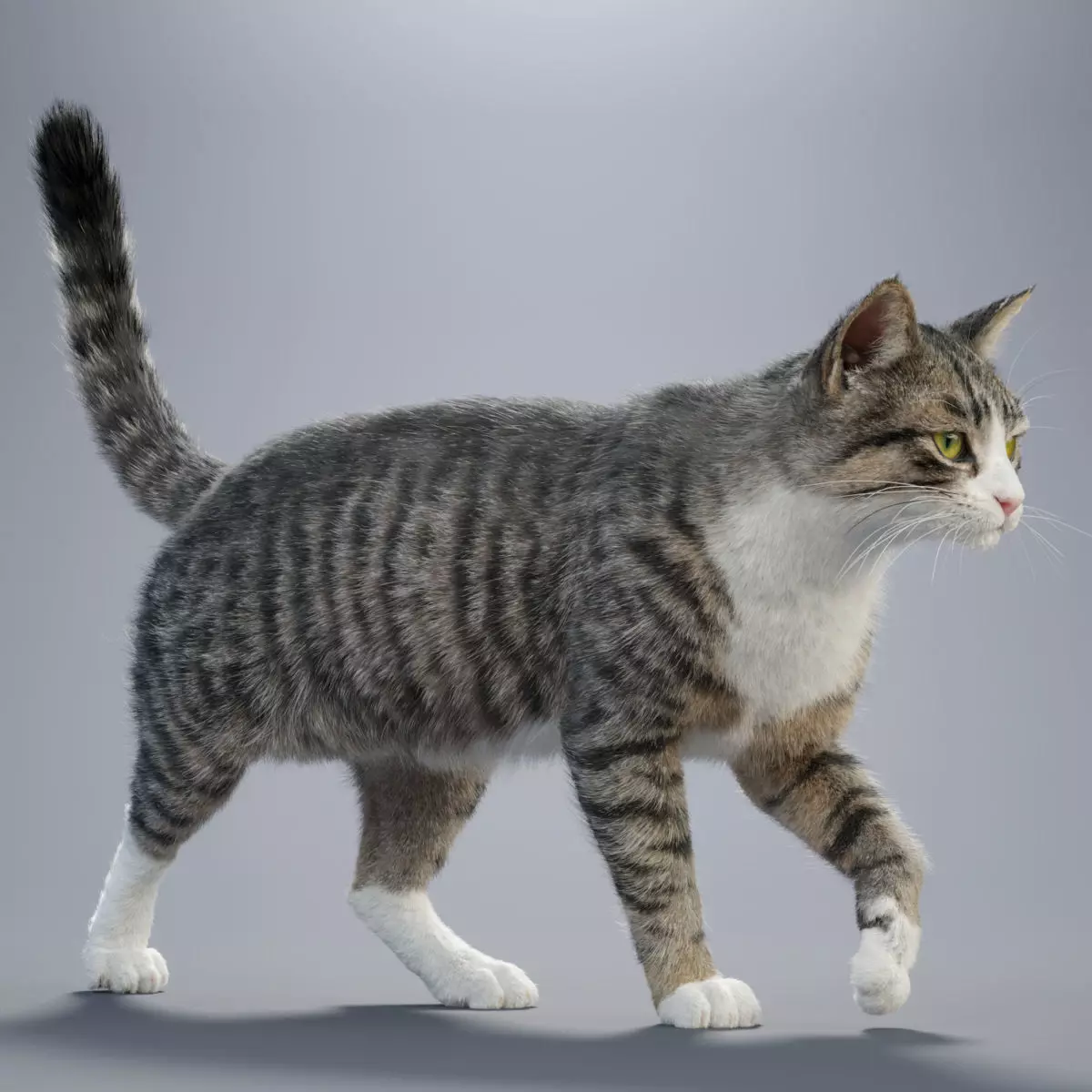 Tabby Cat White Animation Blender 3D Model 3D model