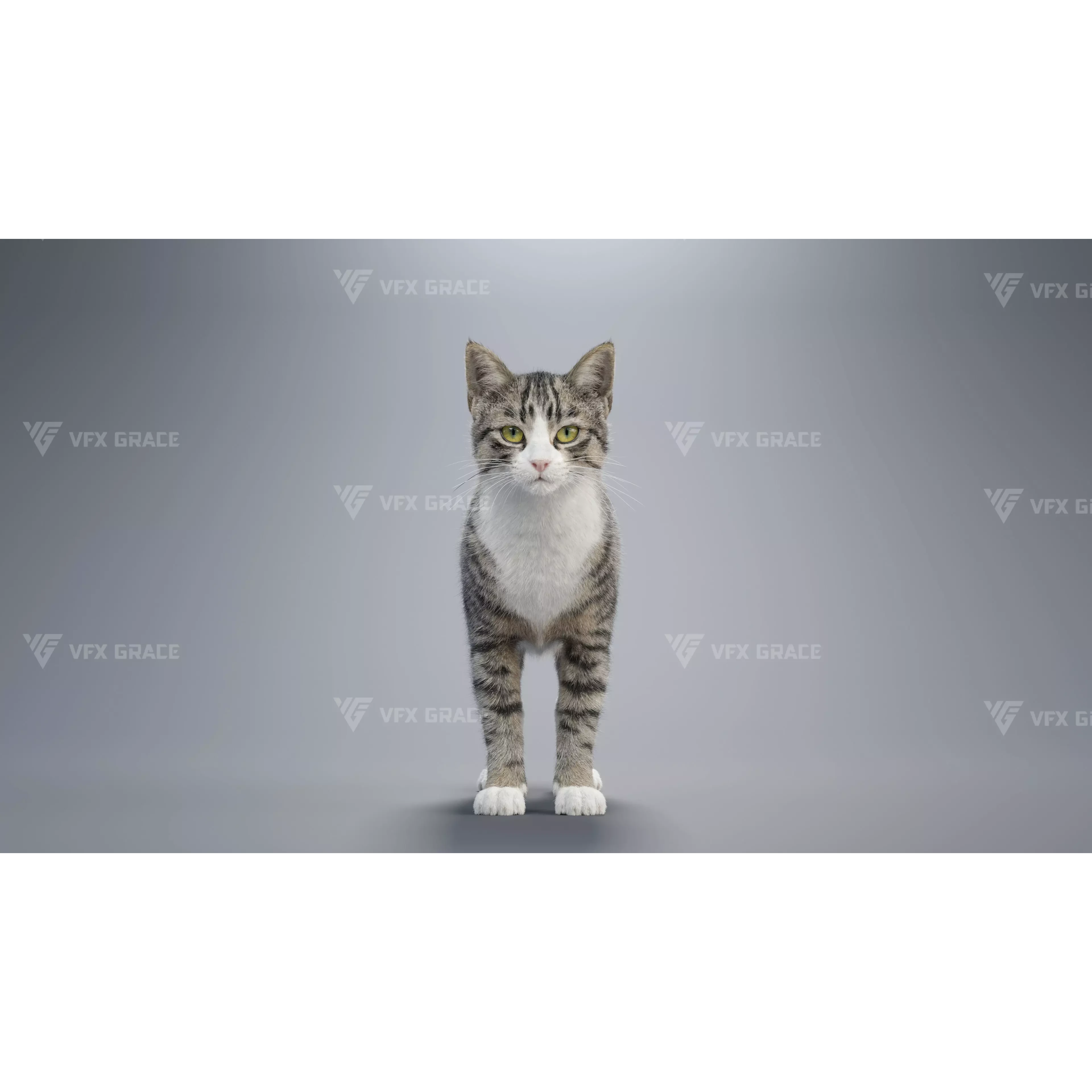 Tabby Cat White Animation Blender 3D Model 3D model 2