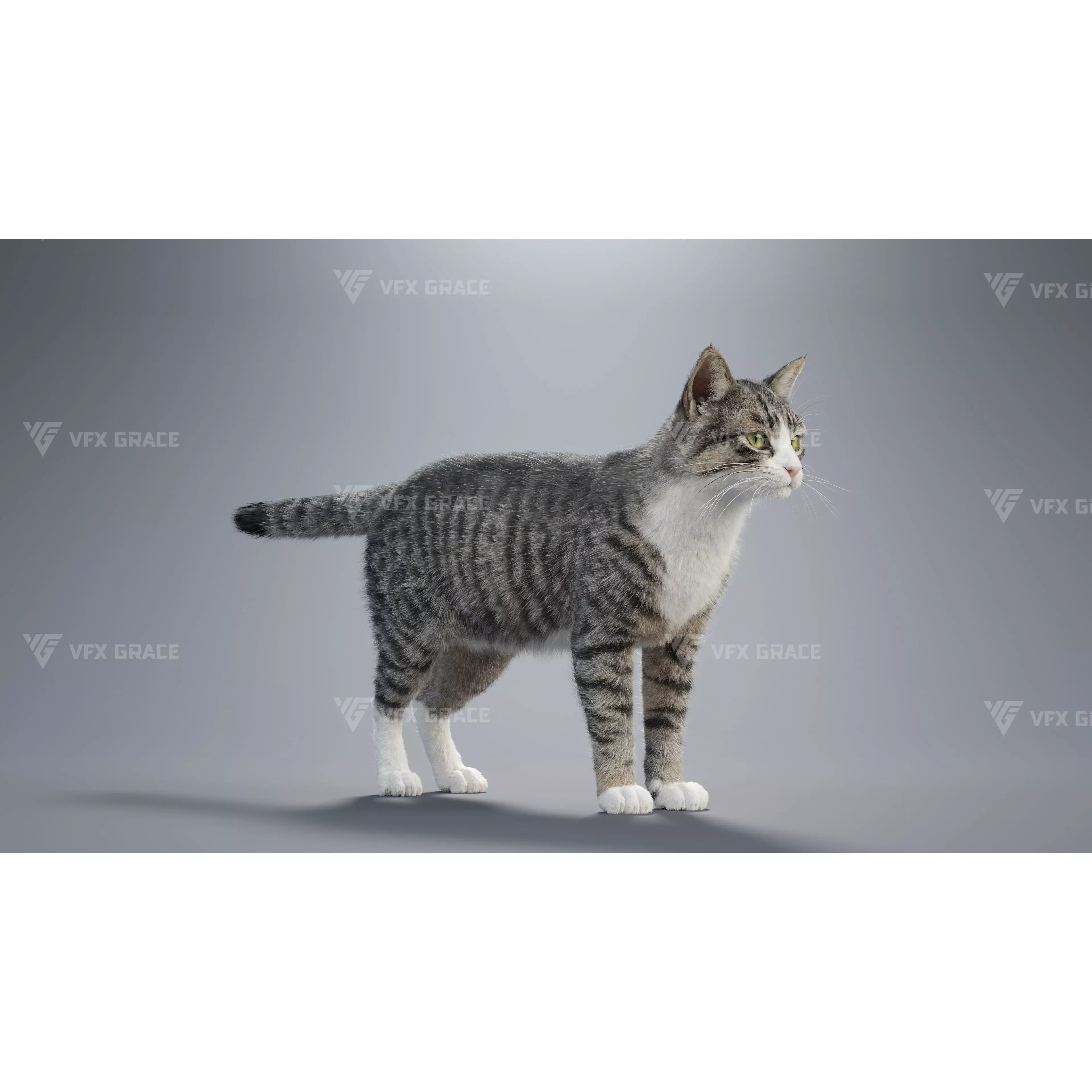 Tabby Cat White Animation Blender 3D Model 3D model 3