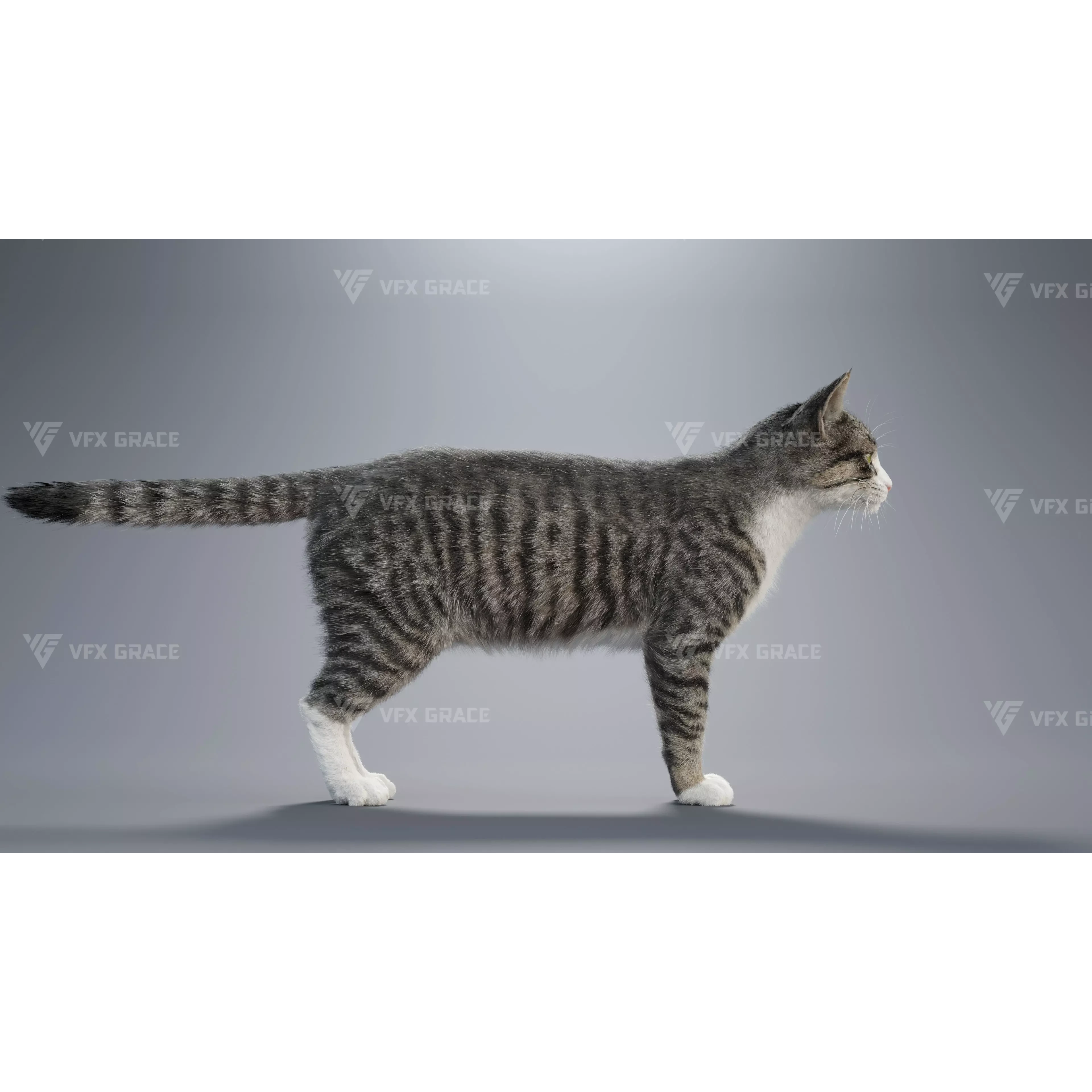 Tabby Cat White Animation Blender 3D Model 3D model 4