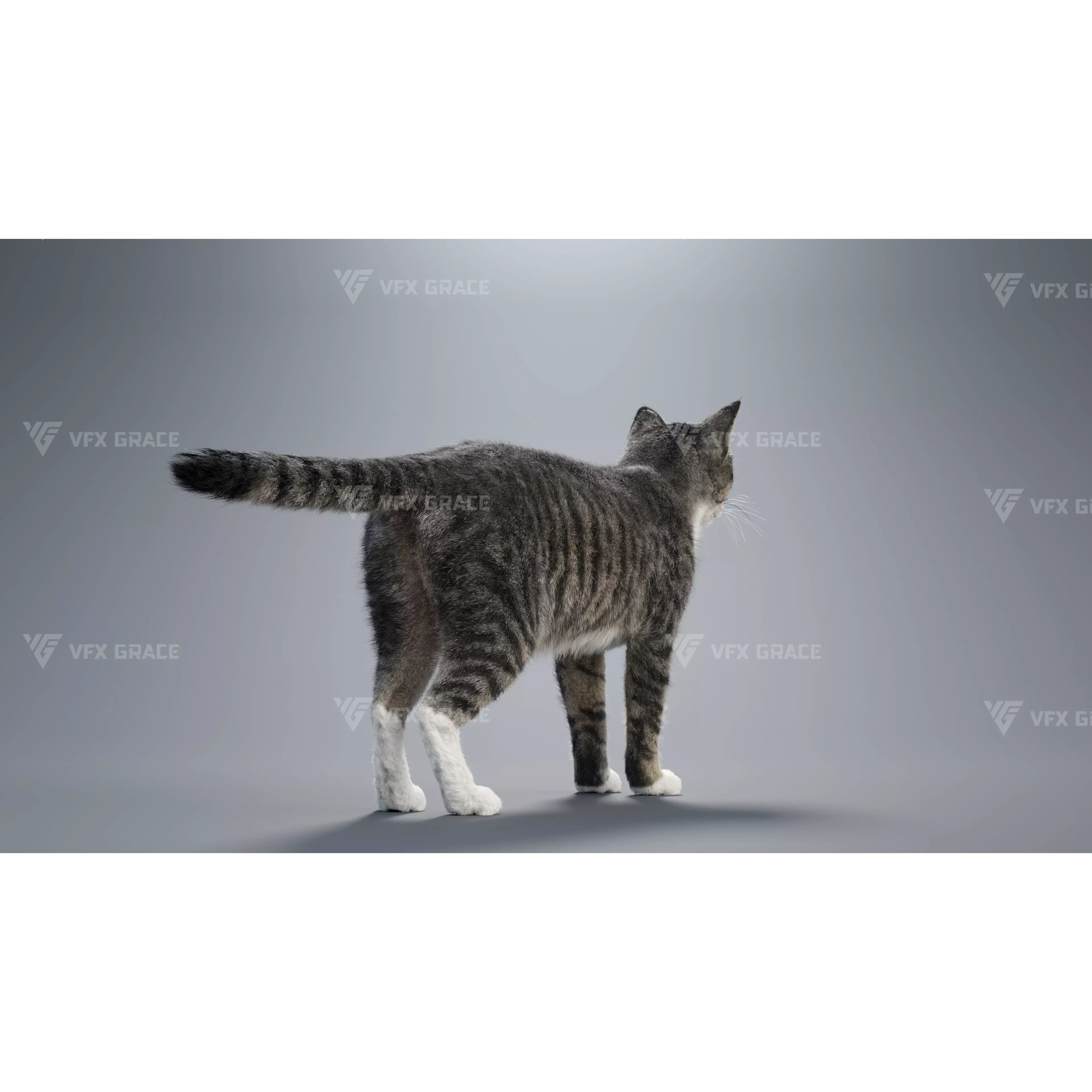 Tabby Cat White Animation Blender 3D Model 3D model 5
