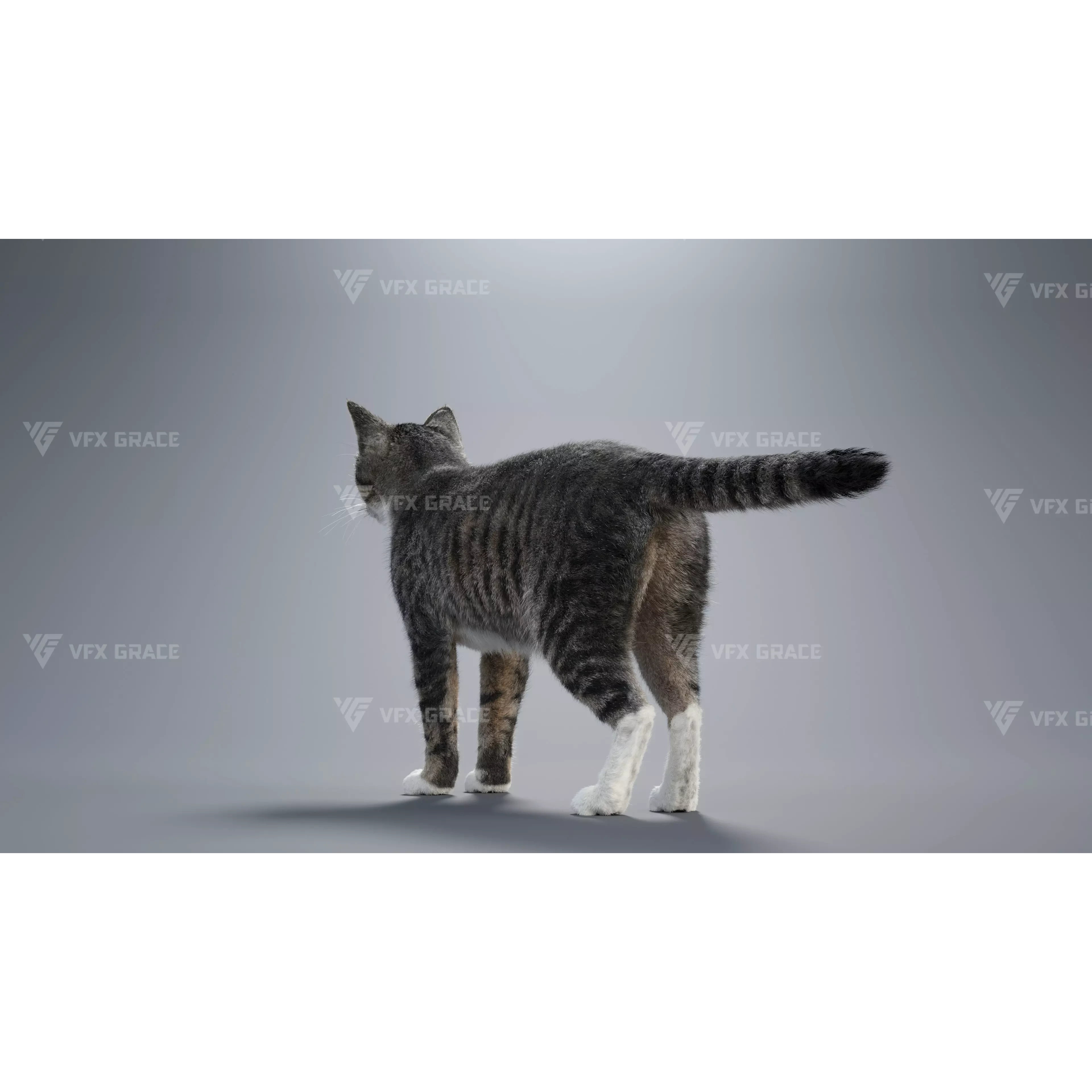 Tabby Cat White Animation Blender 3D Model 3D model 6