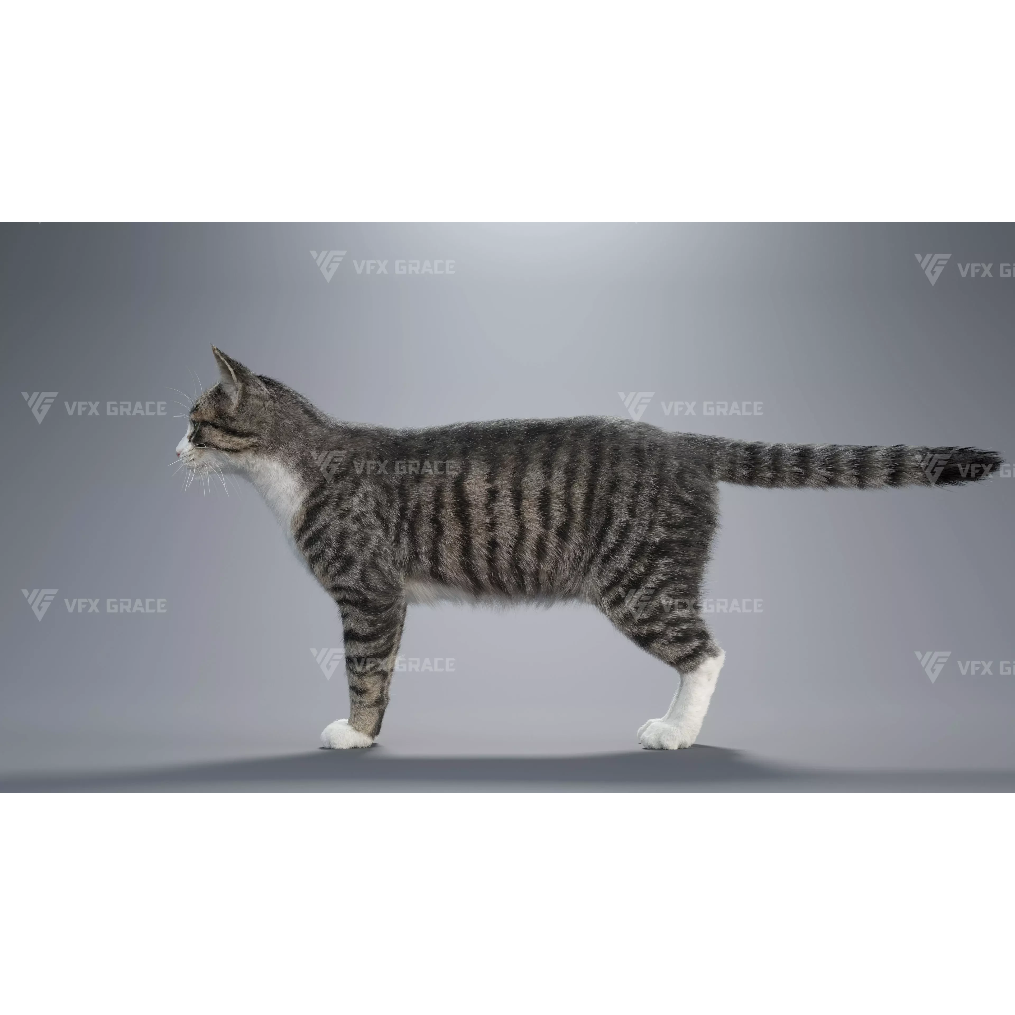 Tabby Cat White Animation Blender 3D Model 3D model 7