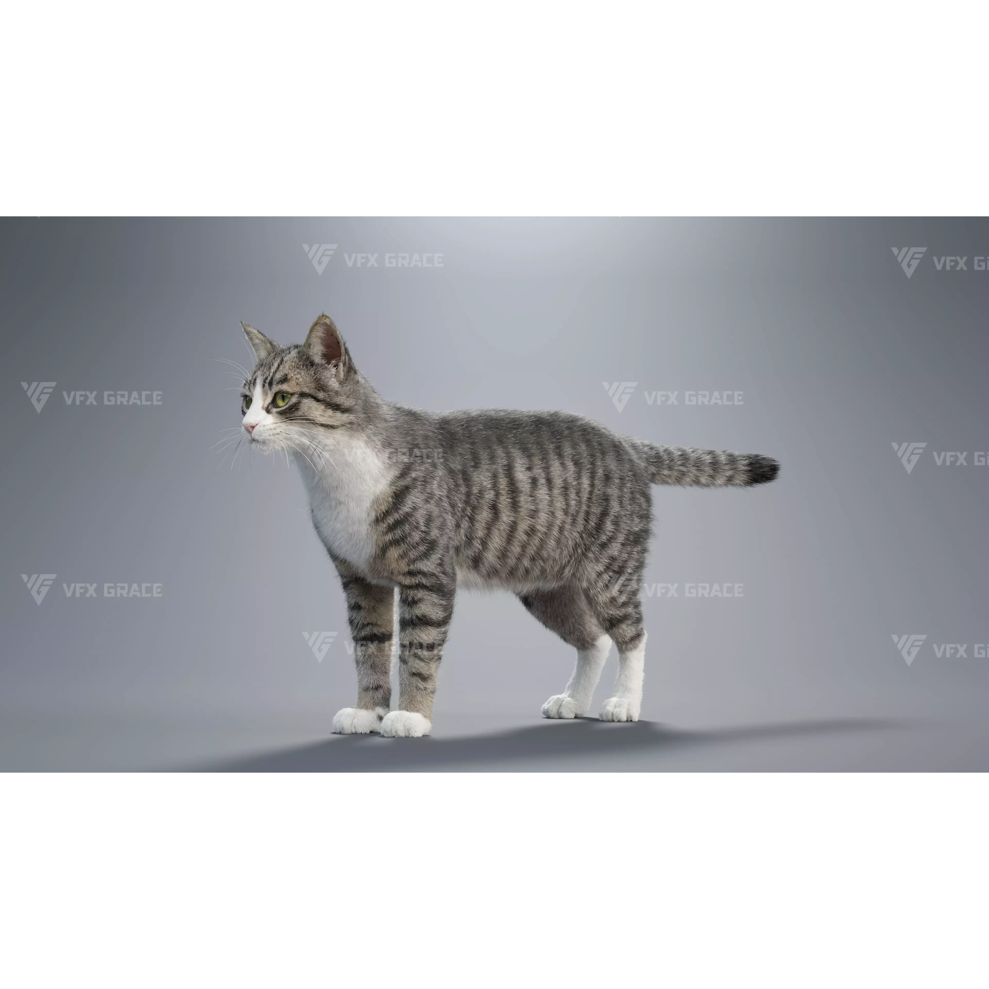 Tabby Cat White Animation Blender 3D Model 3D model 8
