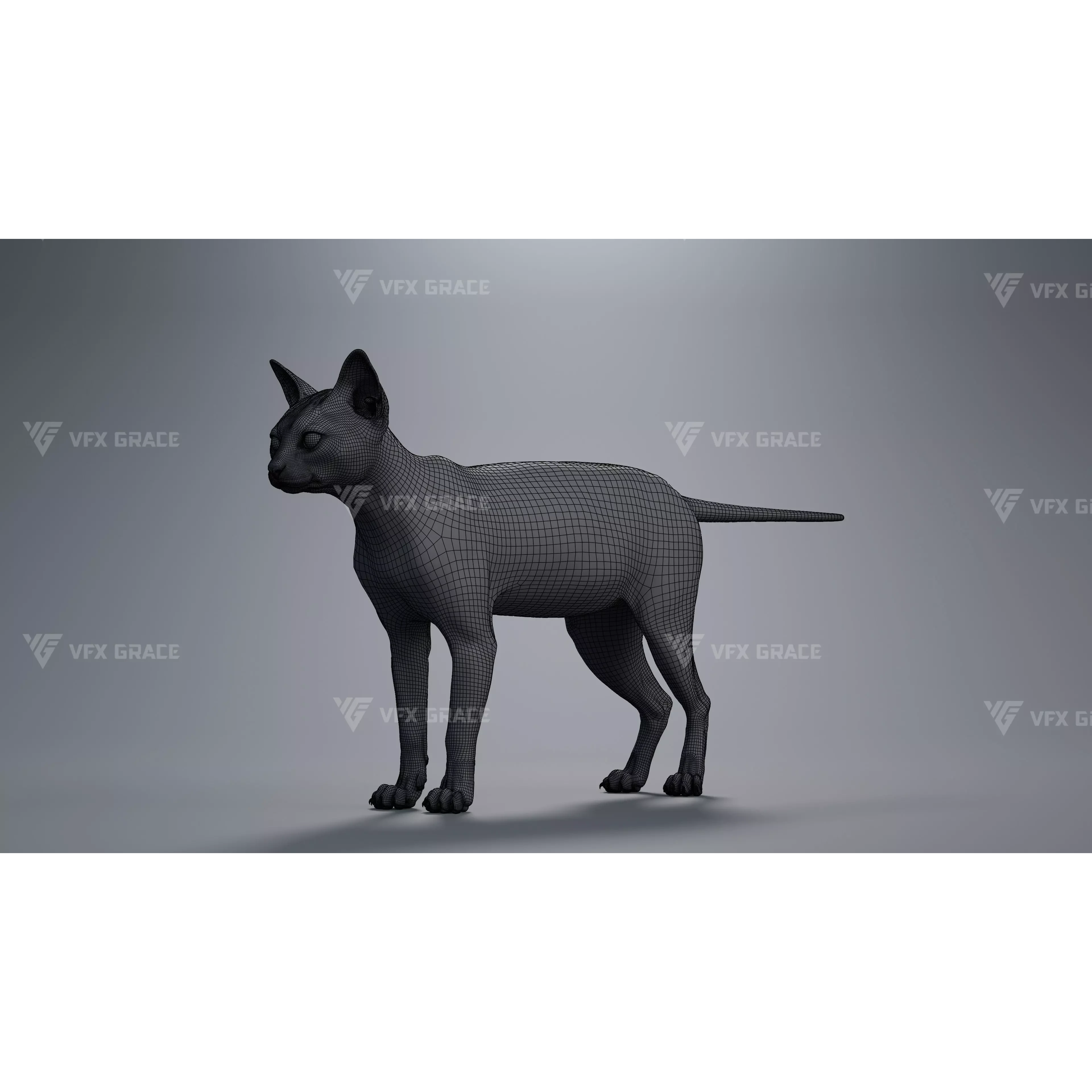 Tabby Cat White Animation Blender 3D Model 3D model 9
