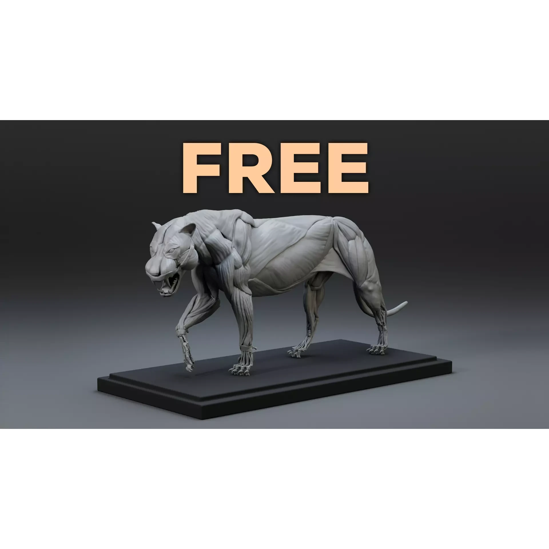 Tiger Ecorche Pose Free 3D model