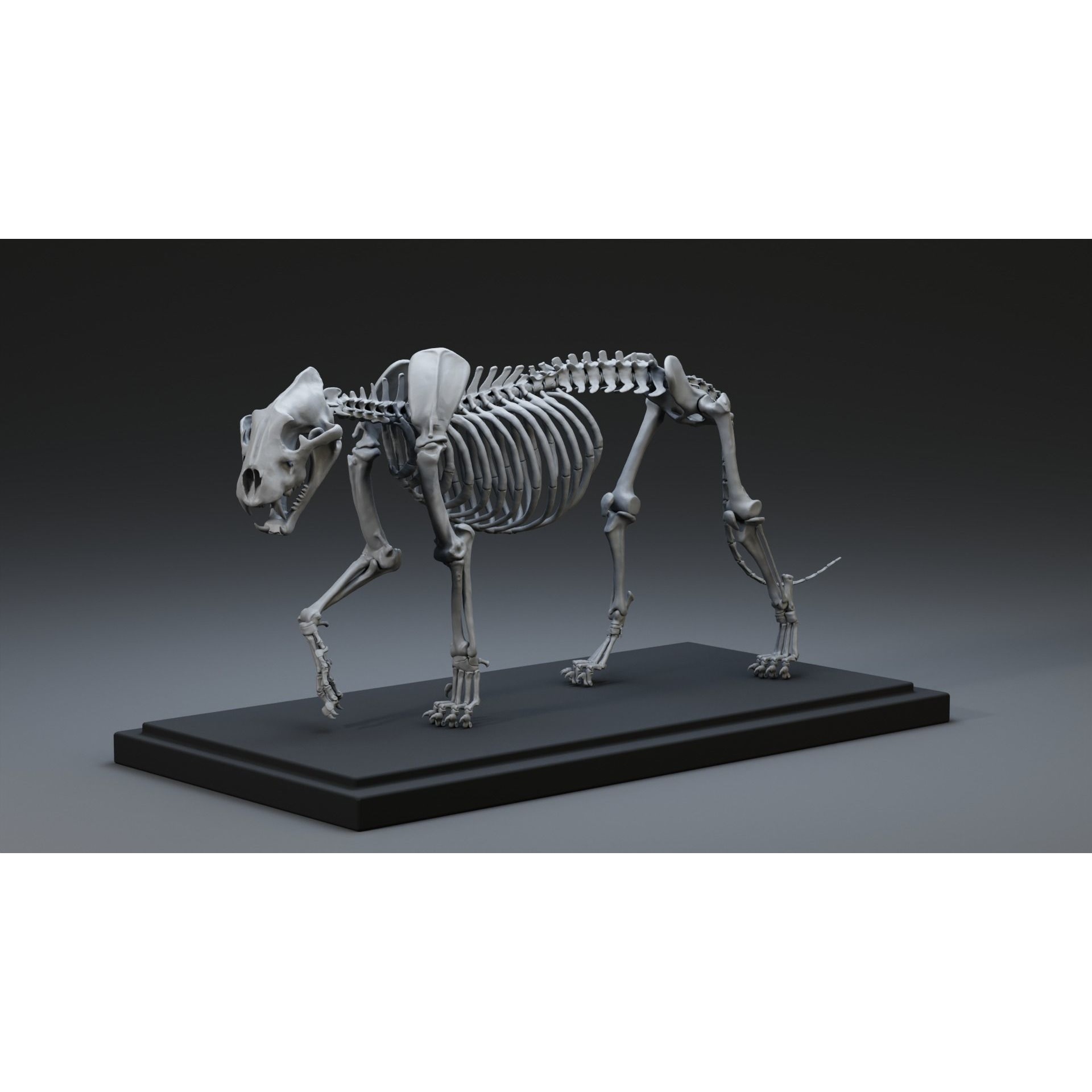 Tiger Ecorche Pose Free 3D model 2