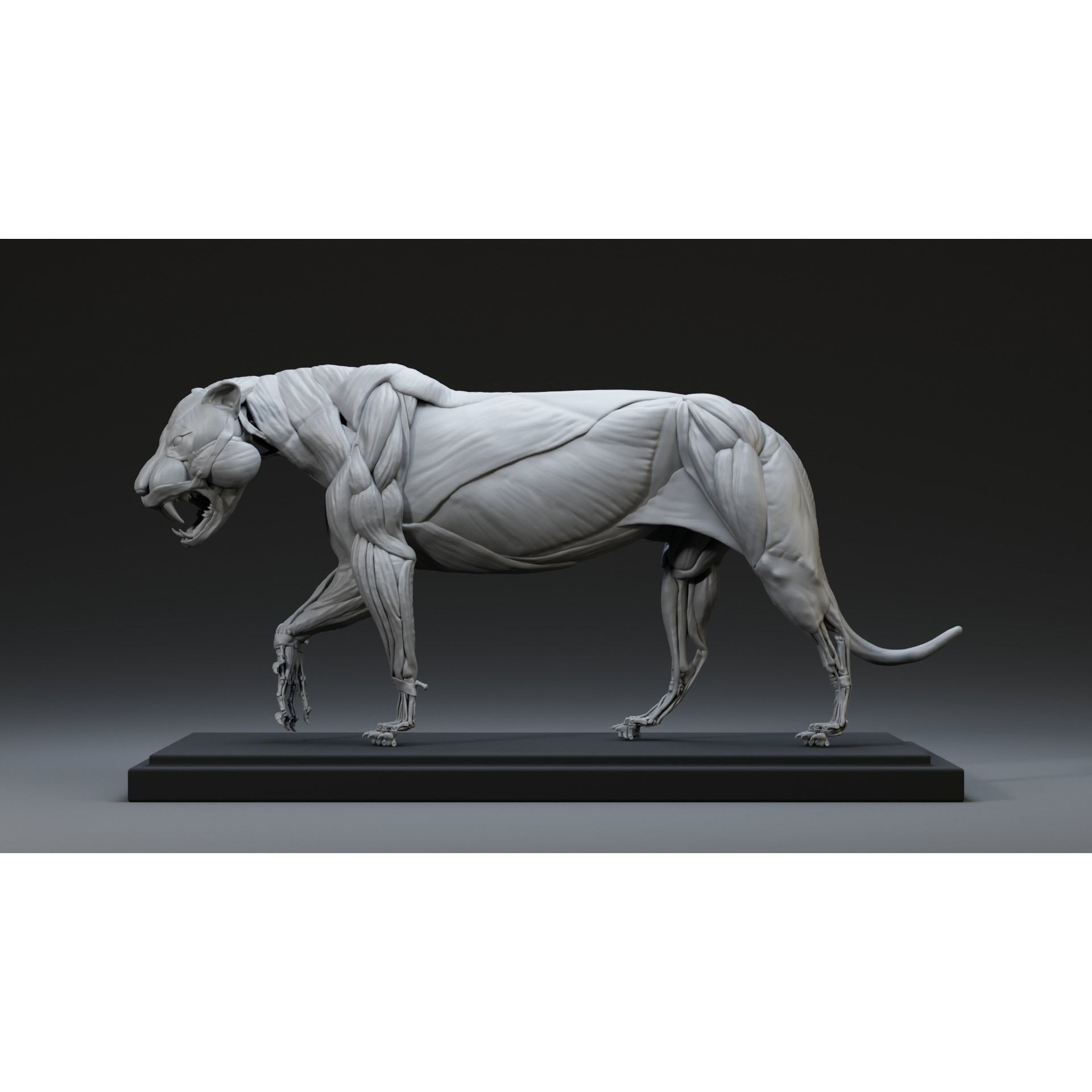 Tiger Ecorche Pose Free 3D model 3