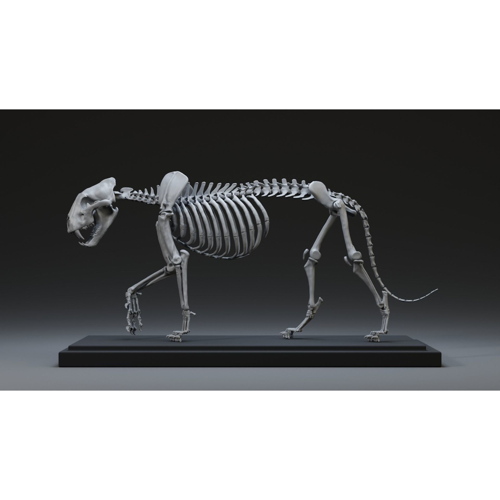Tiger Ecorche Pose Free 3D model 4