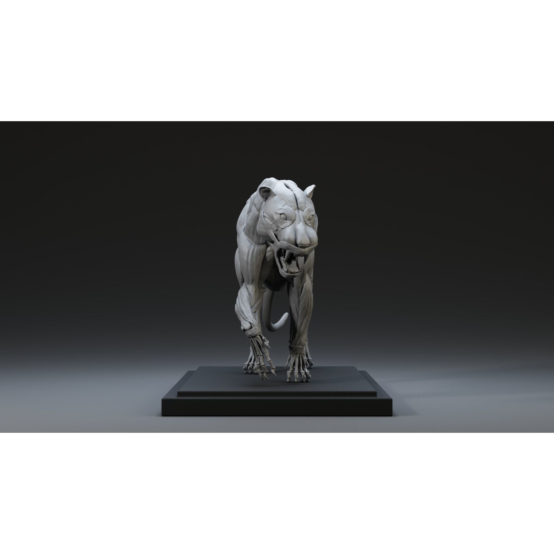 Tiger Ecorche Pose Free 3D model 5