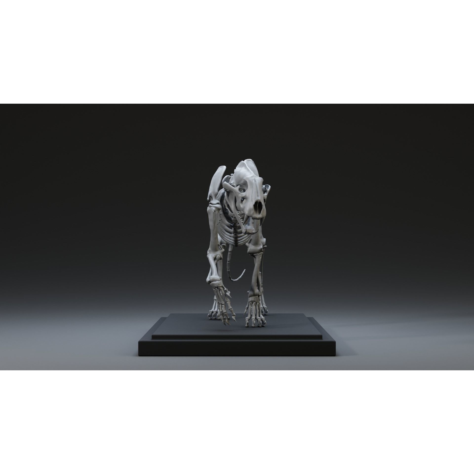 Tiger Ecorche Pose Free 3D model 6
