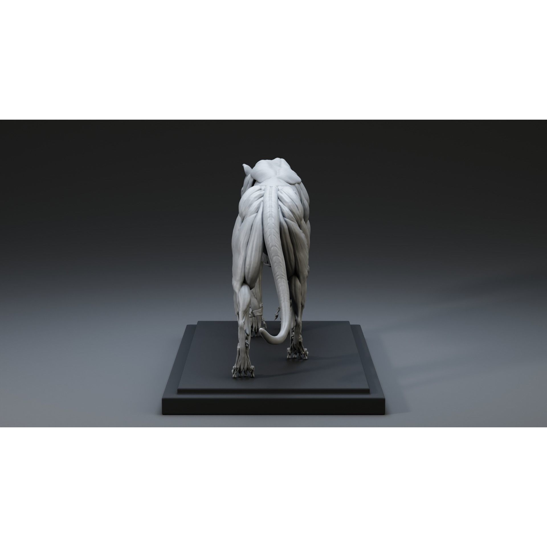 Tiger Ecorche Pose Free 3D model 7