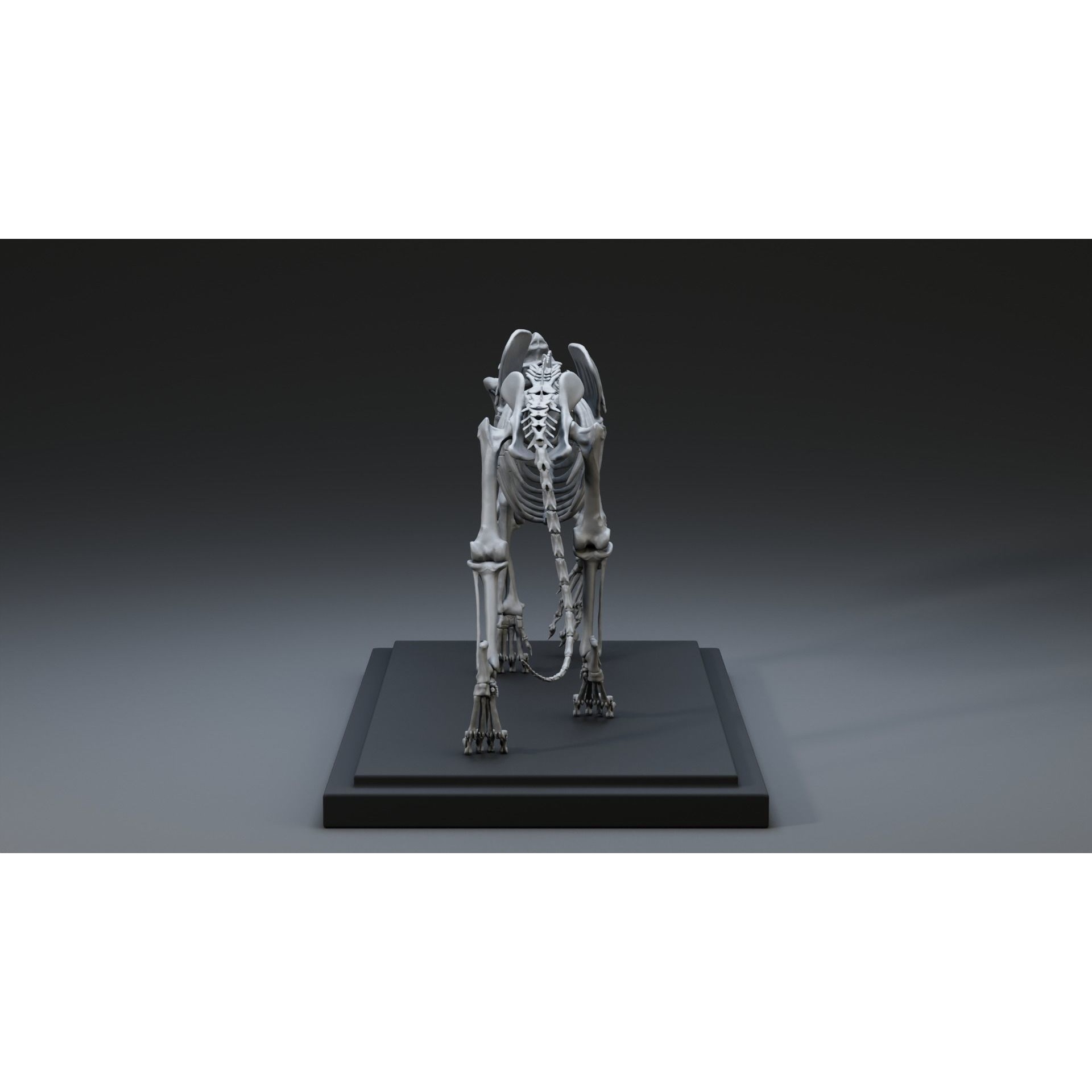 Tiger Ecorche Pose Free 3D model 8