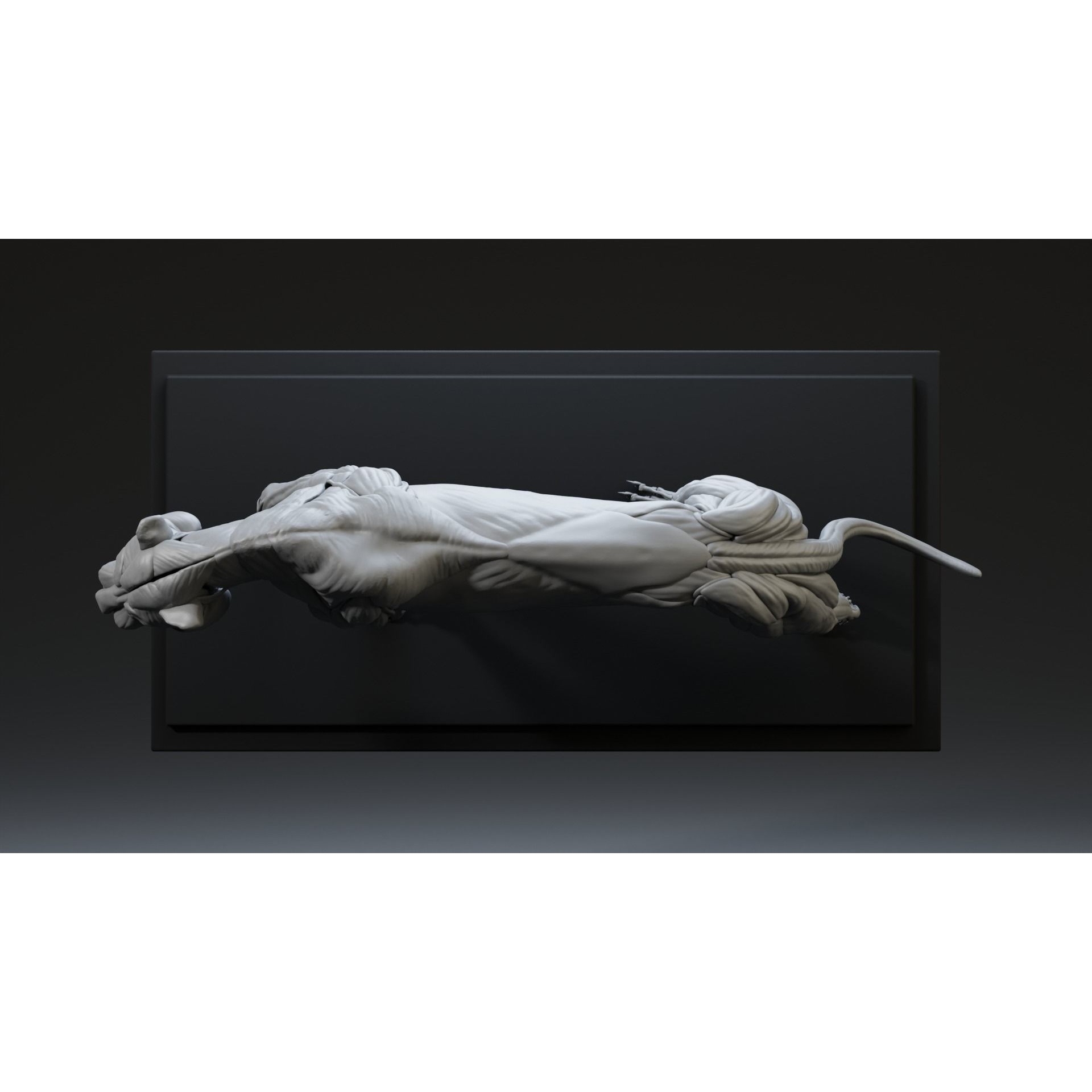 Tiger Ecorche Pose Free 3D model 9