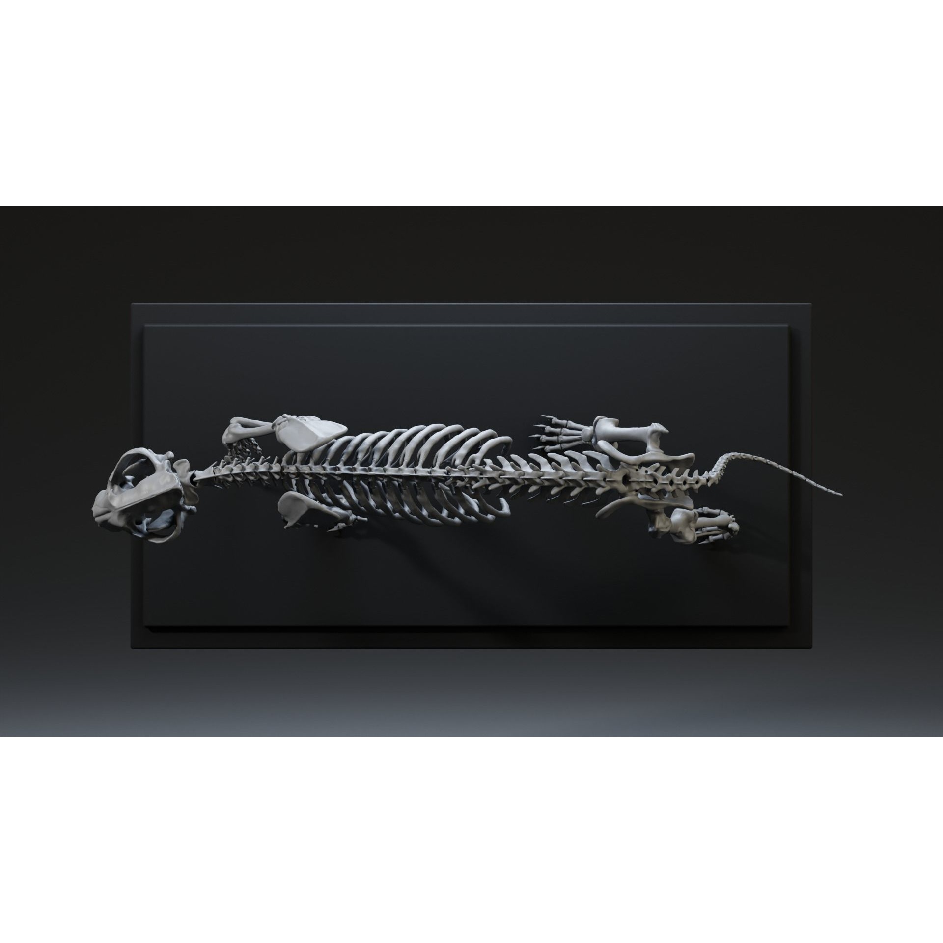 Tiger Ecorche Pose Free 3D model 10