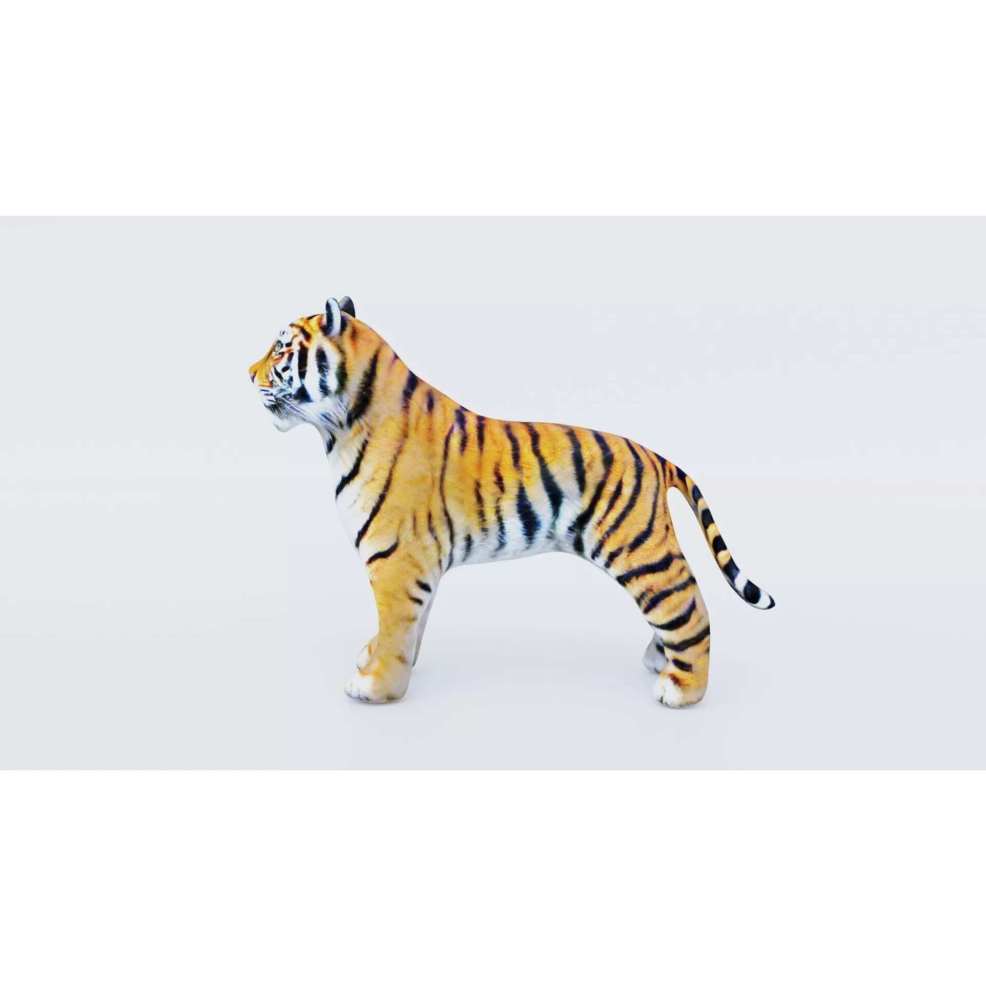 Tiger Free 3D model 2