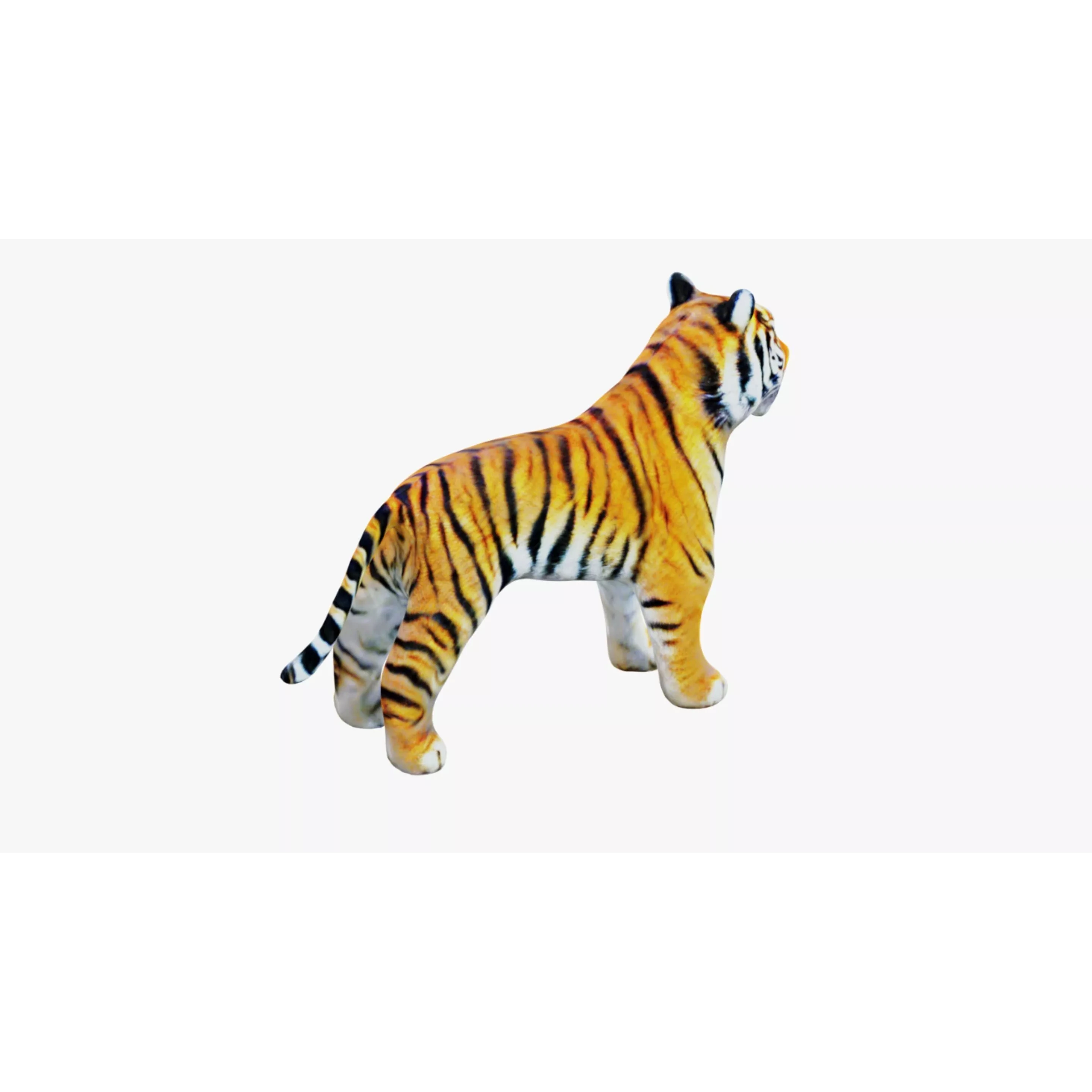 Tiger Free 3D model 5