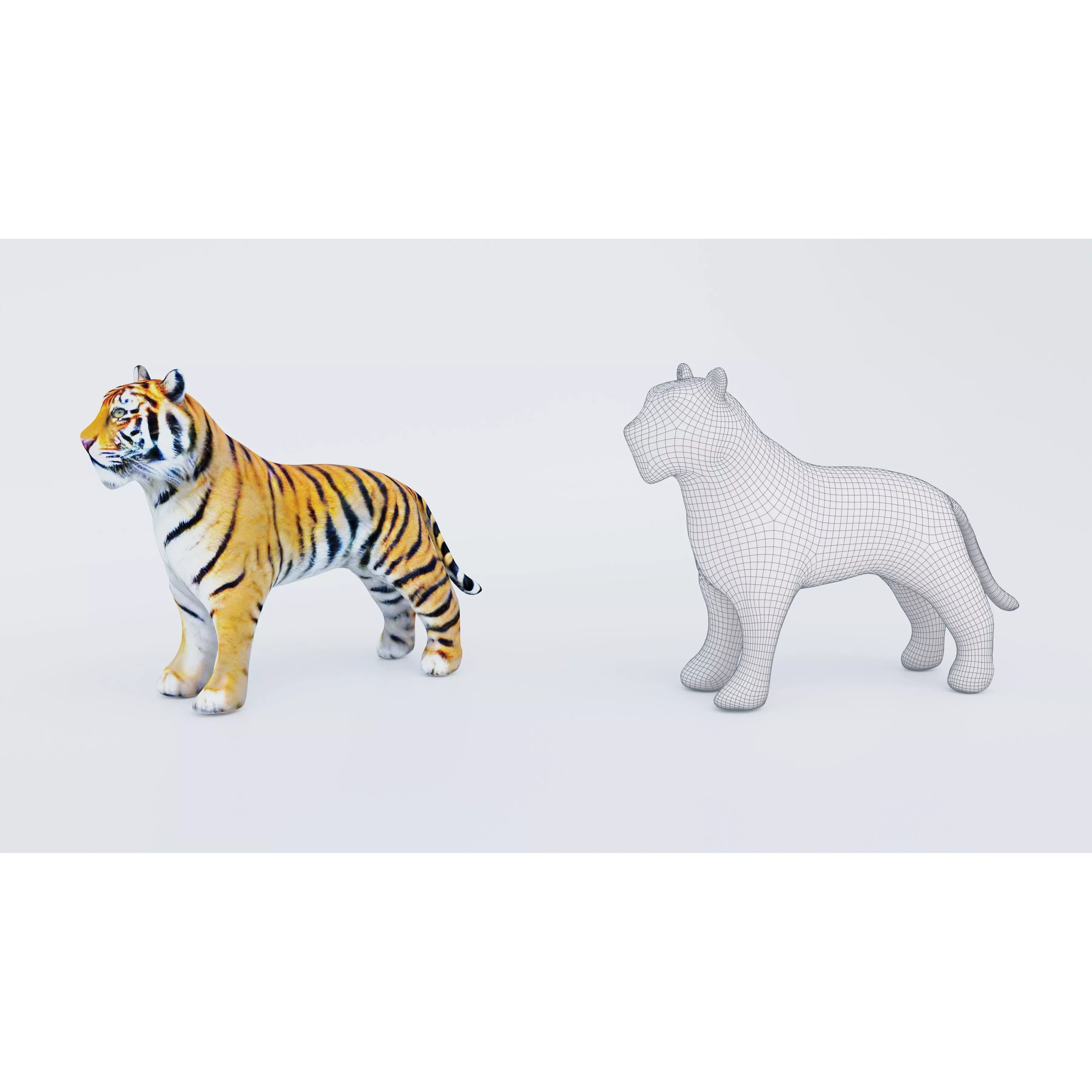Tiger Free 3D model 6