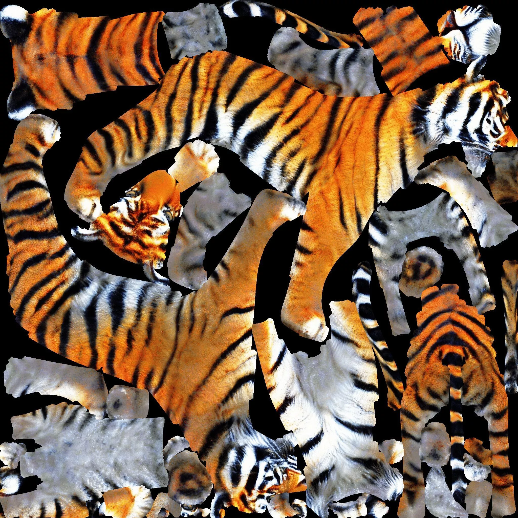 Tiger Free 3D model 8