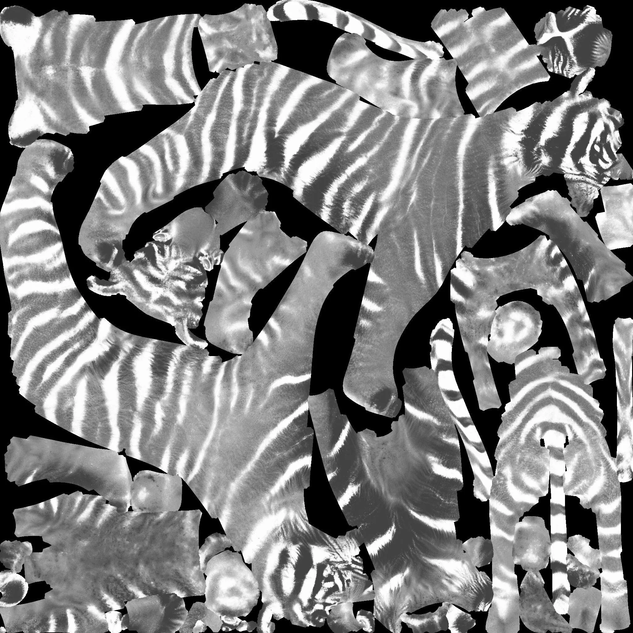 Tiger Free 3D model 10