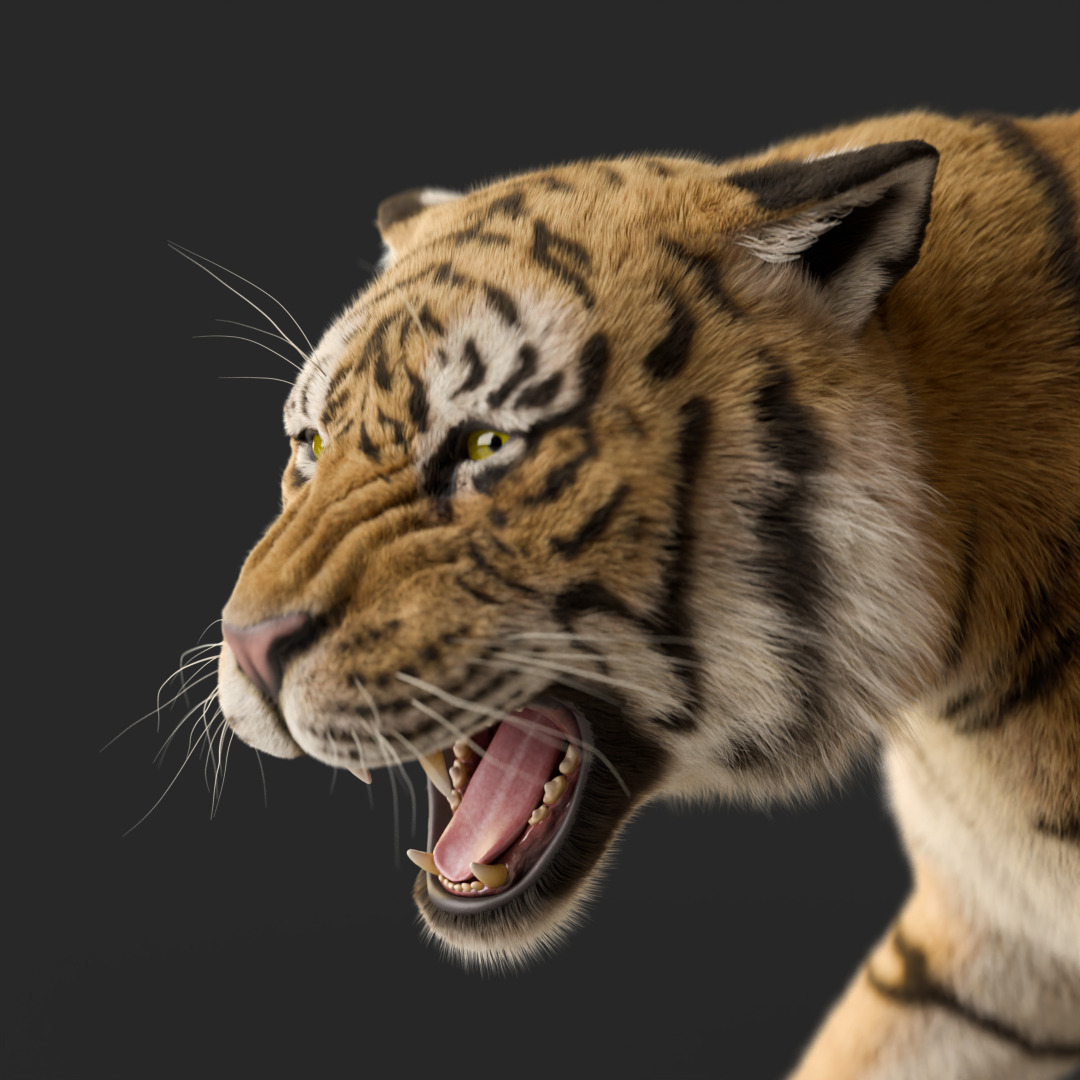 Tiger Rigged Animated 3D model 10