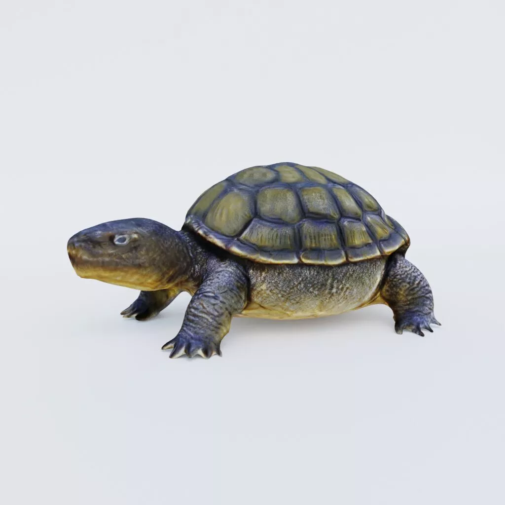 Tortoise Free 3D model