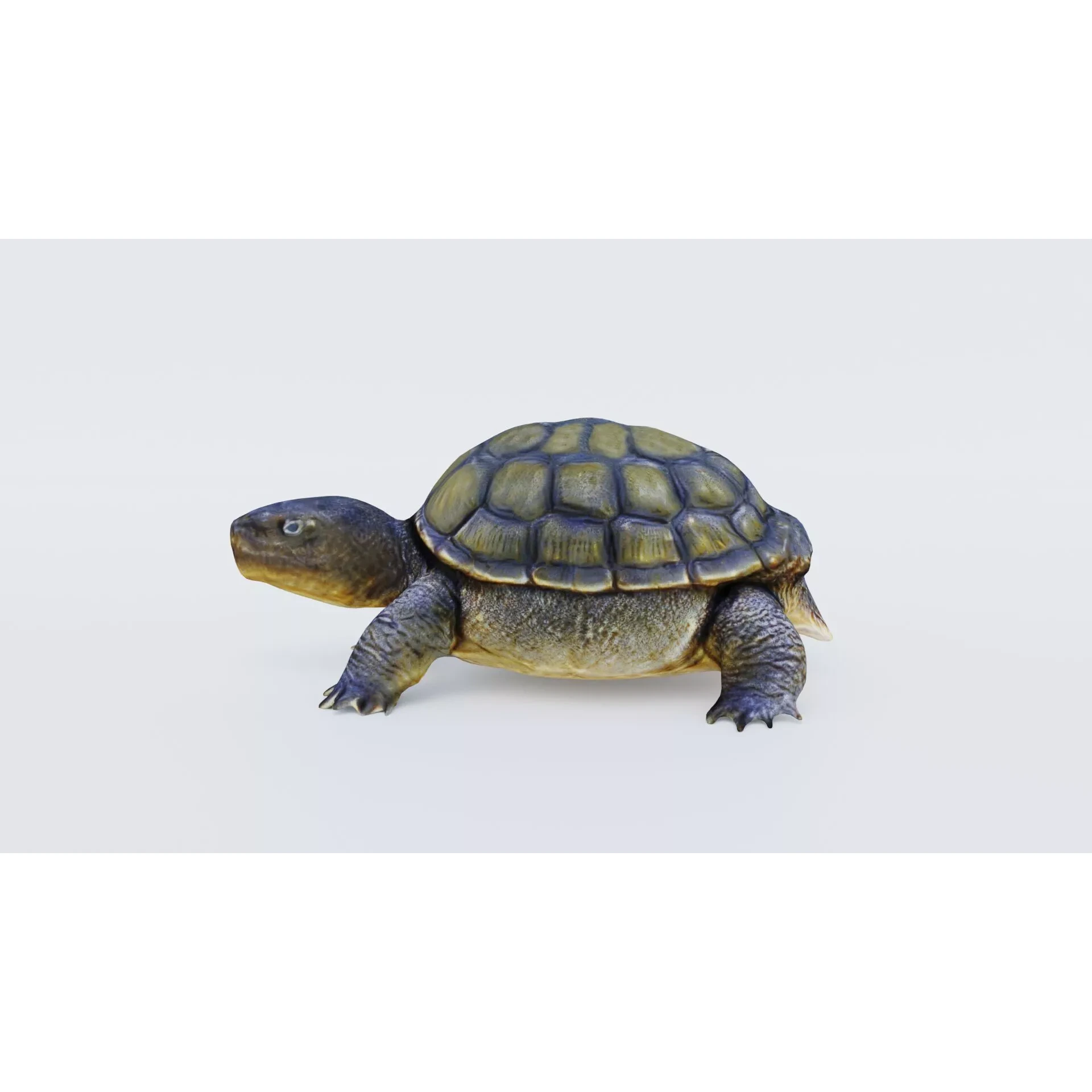 Tortoise Free 3D model 2