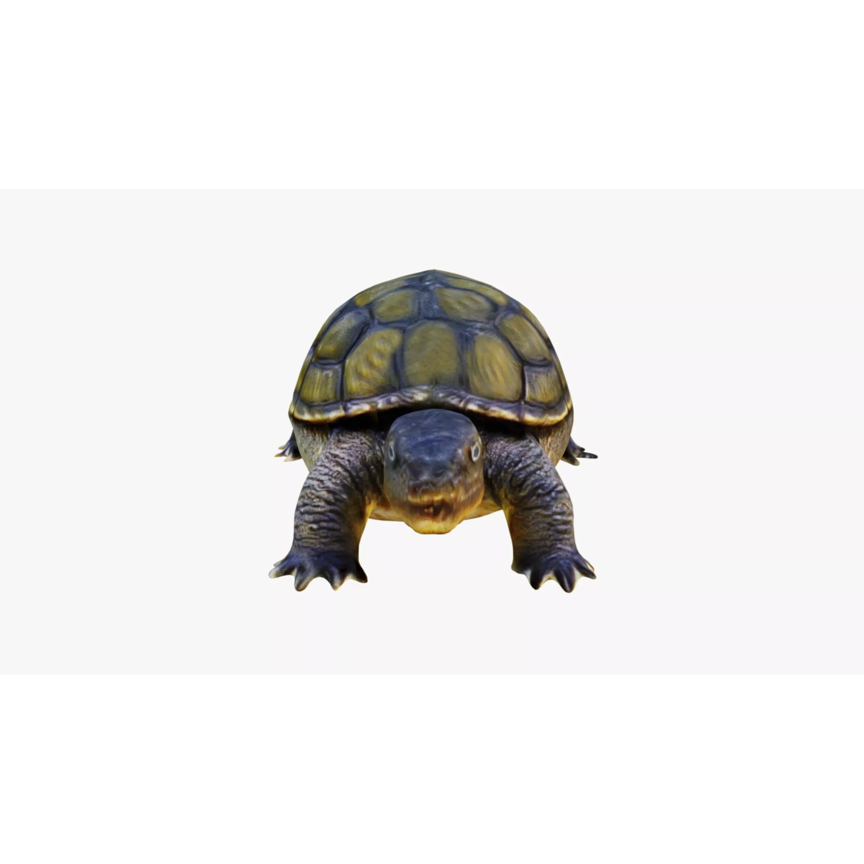 Tortoise Free 3D model 3