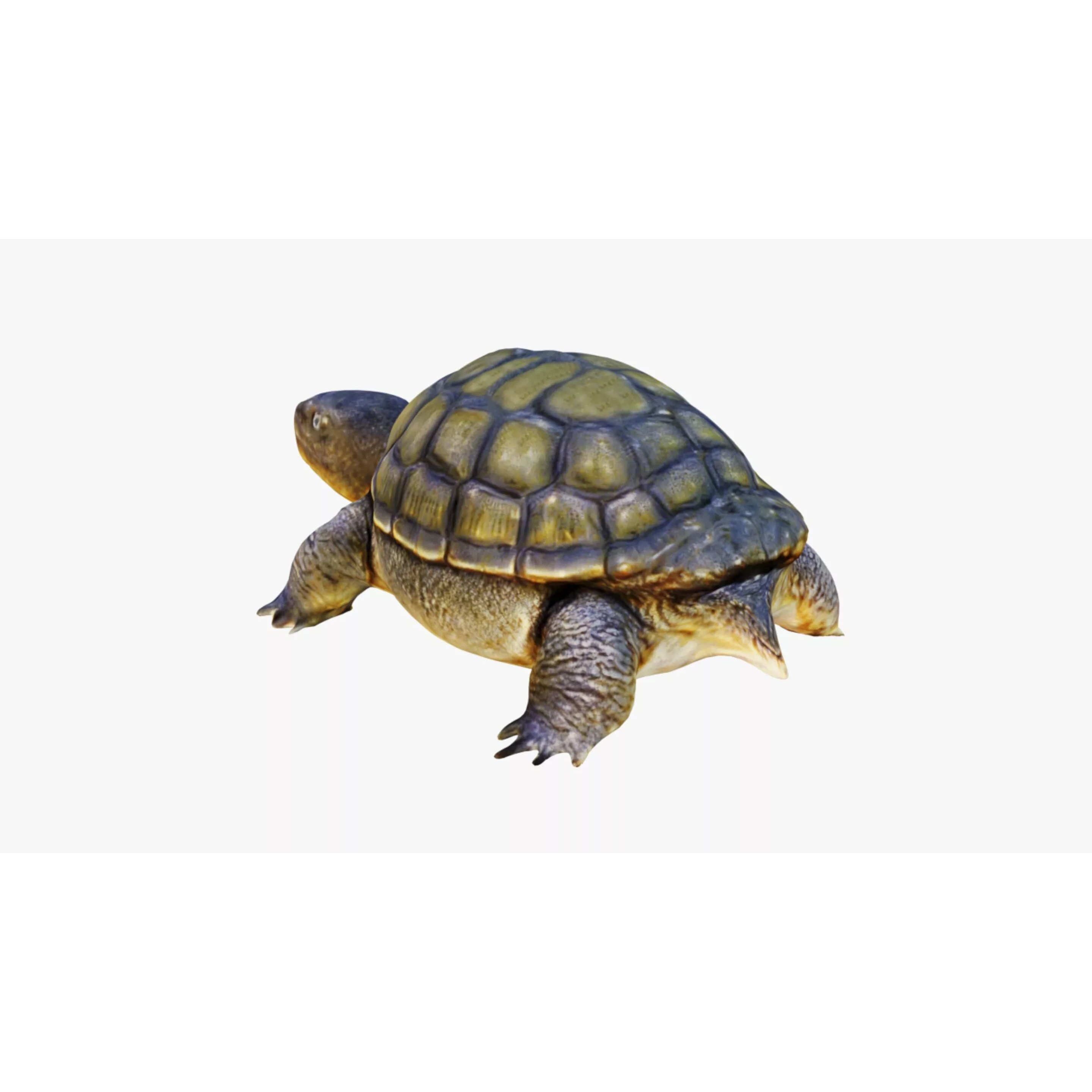 Tortoise Free 3D model 4