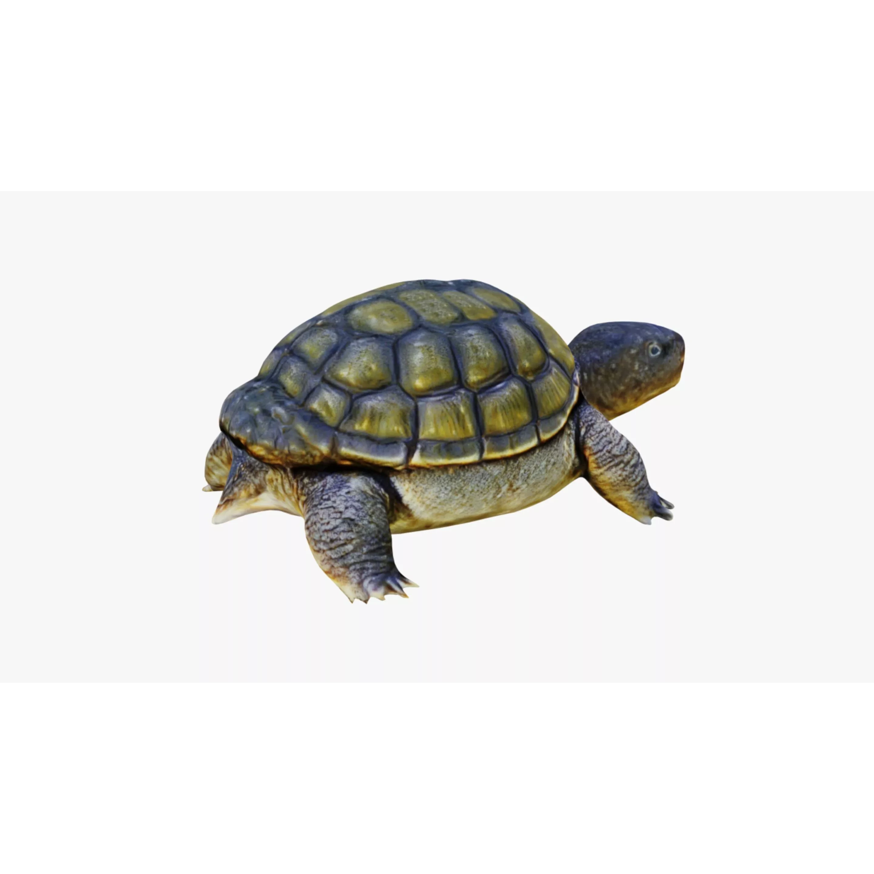 Tortoise Free 3D model 5