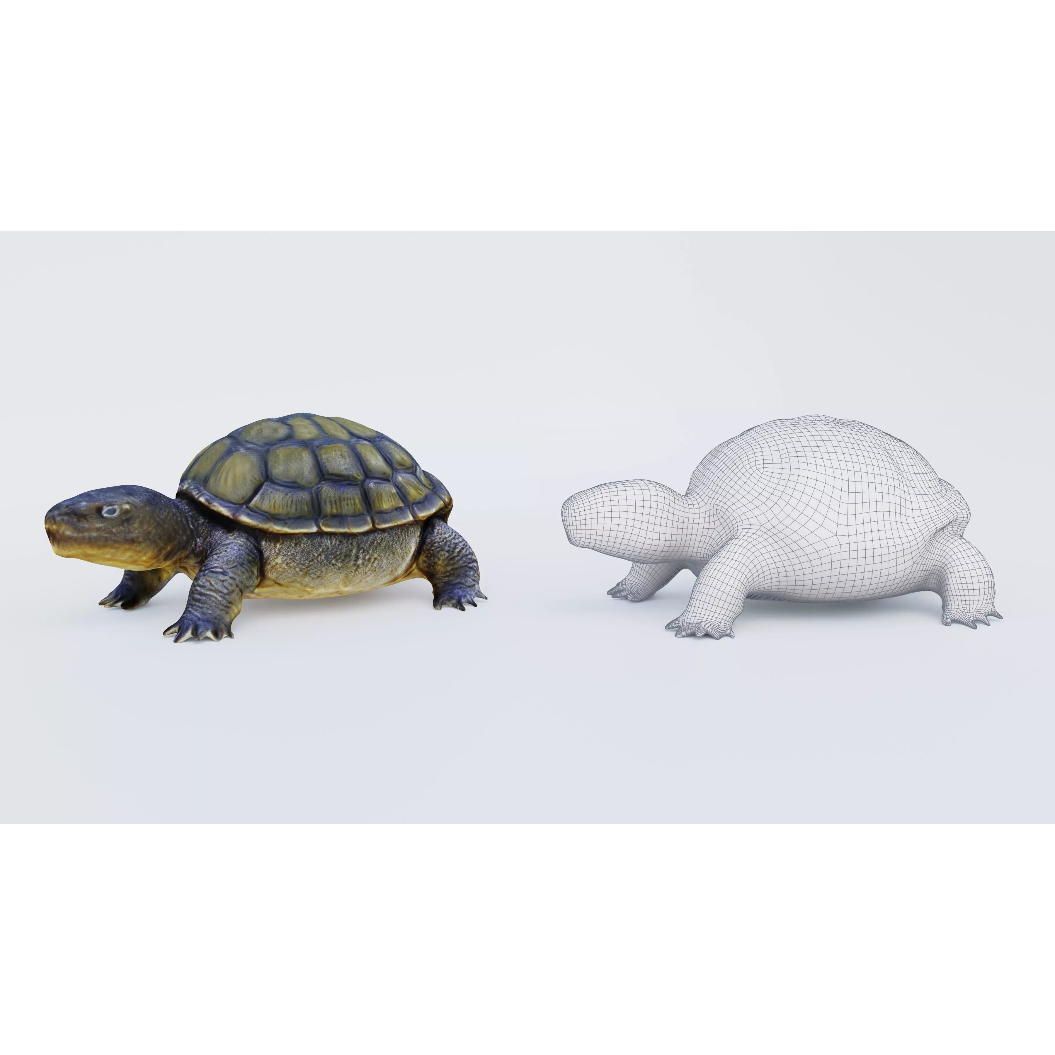 Tortoise Free 3D model 6