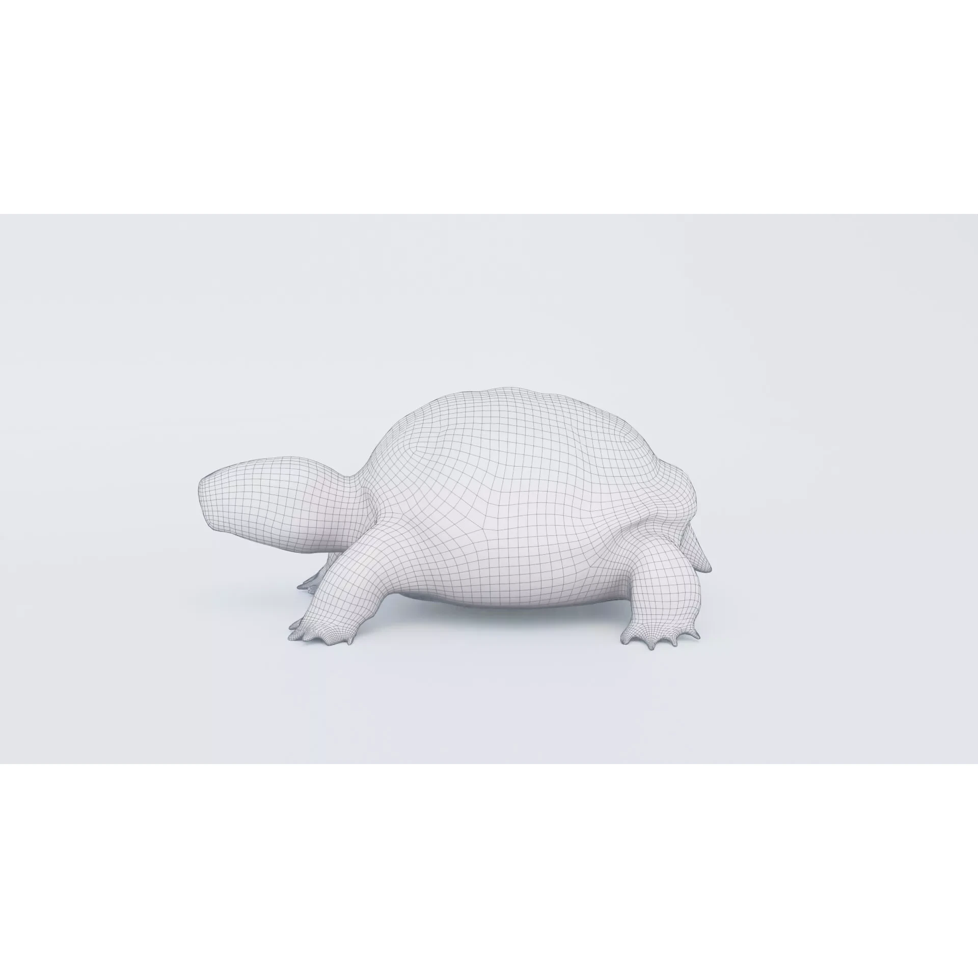 Tortoise Free 3D model 7