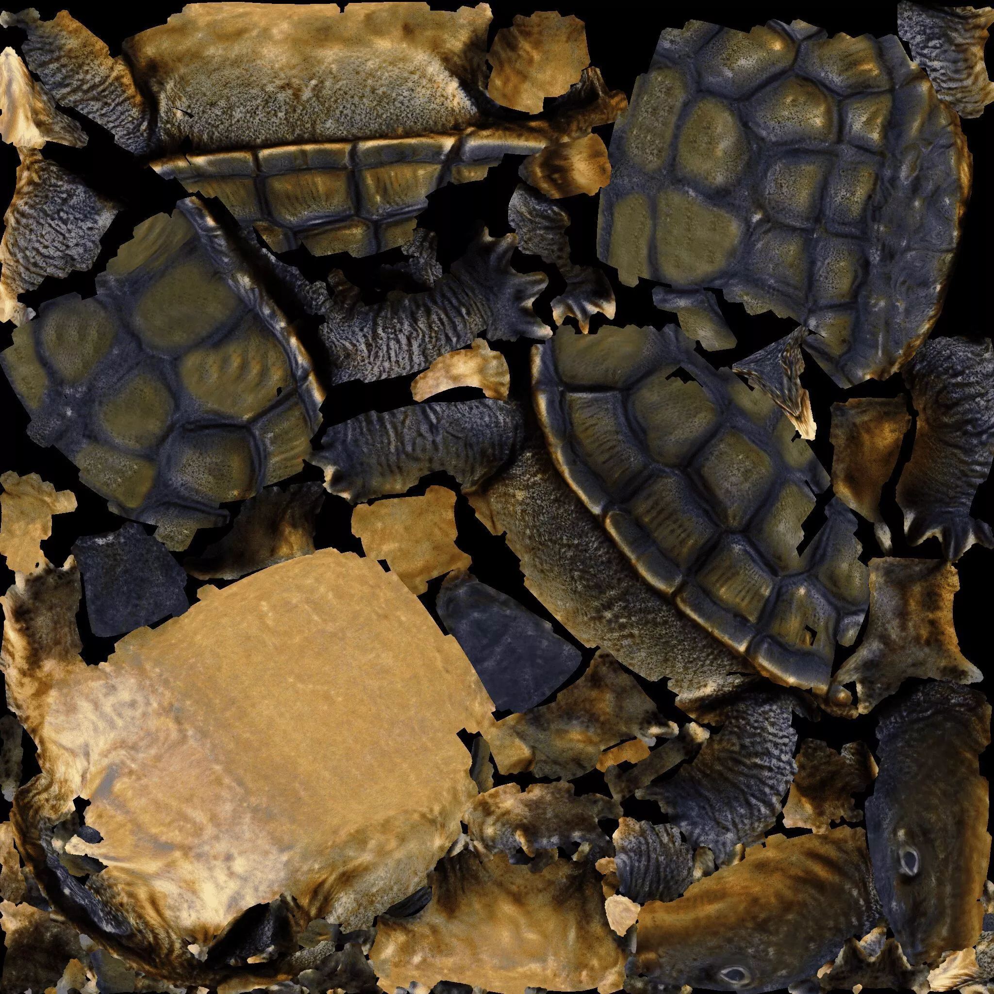 Tortoise Free 3D model 8