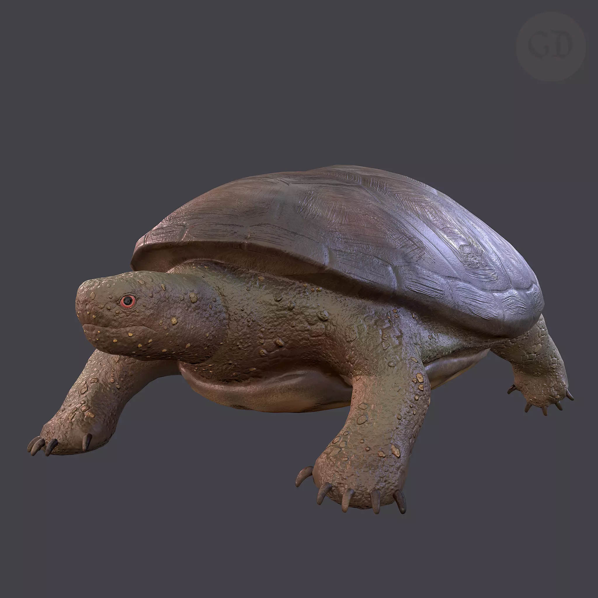 Turtle Free low-poly 3D model