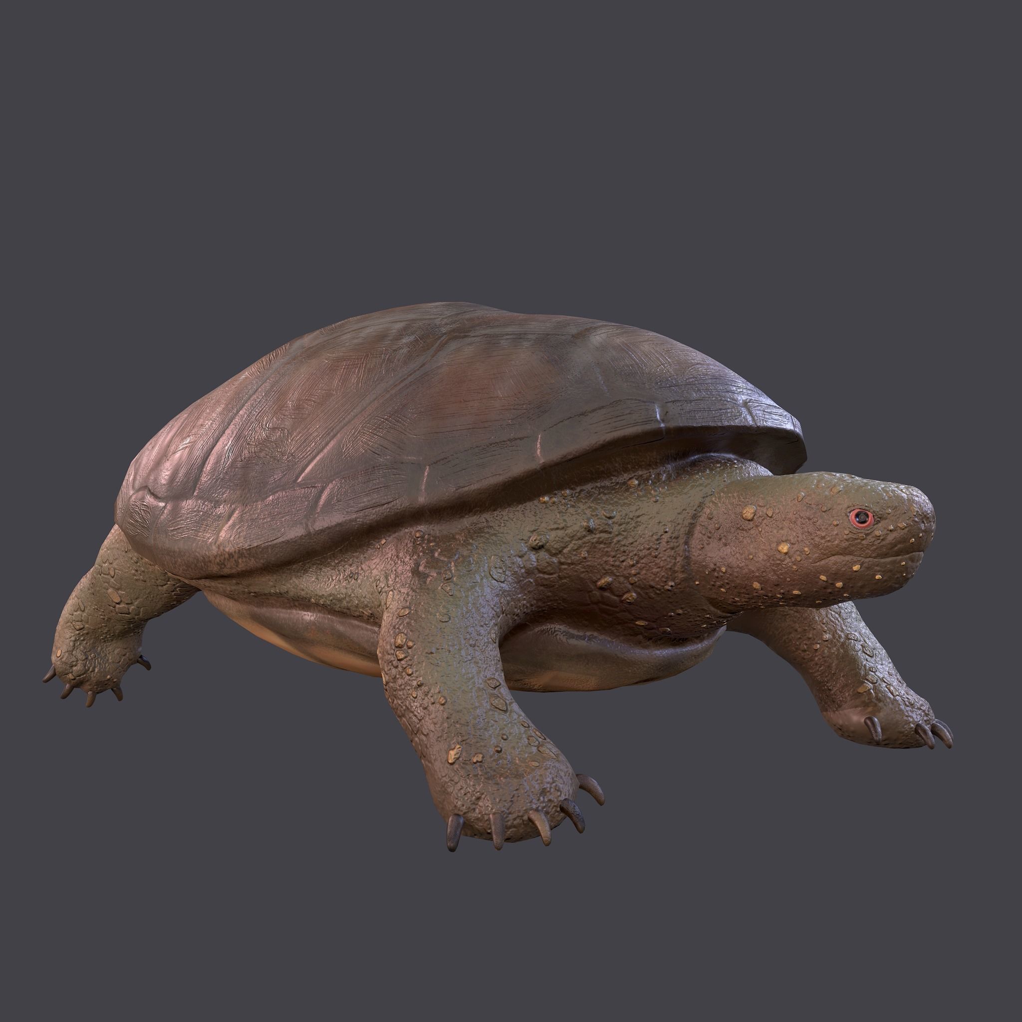 Turtle Free low-poly 3D model 2