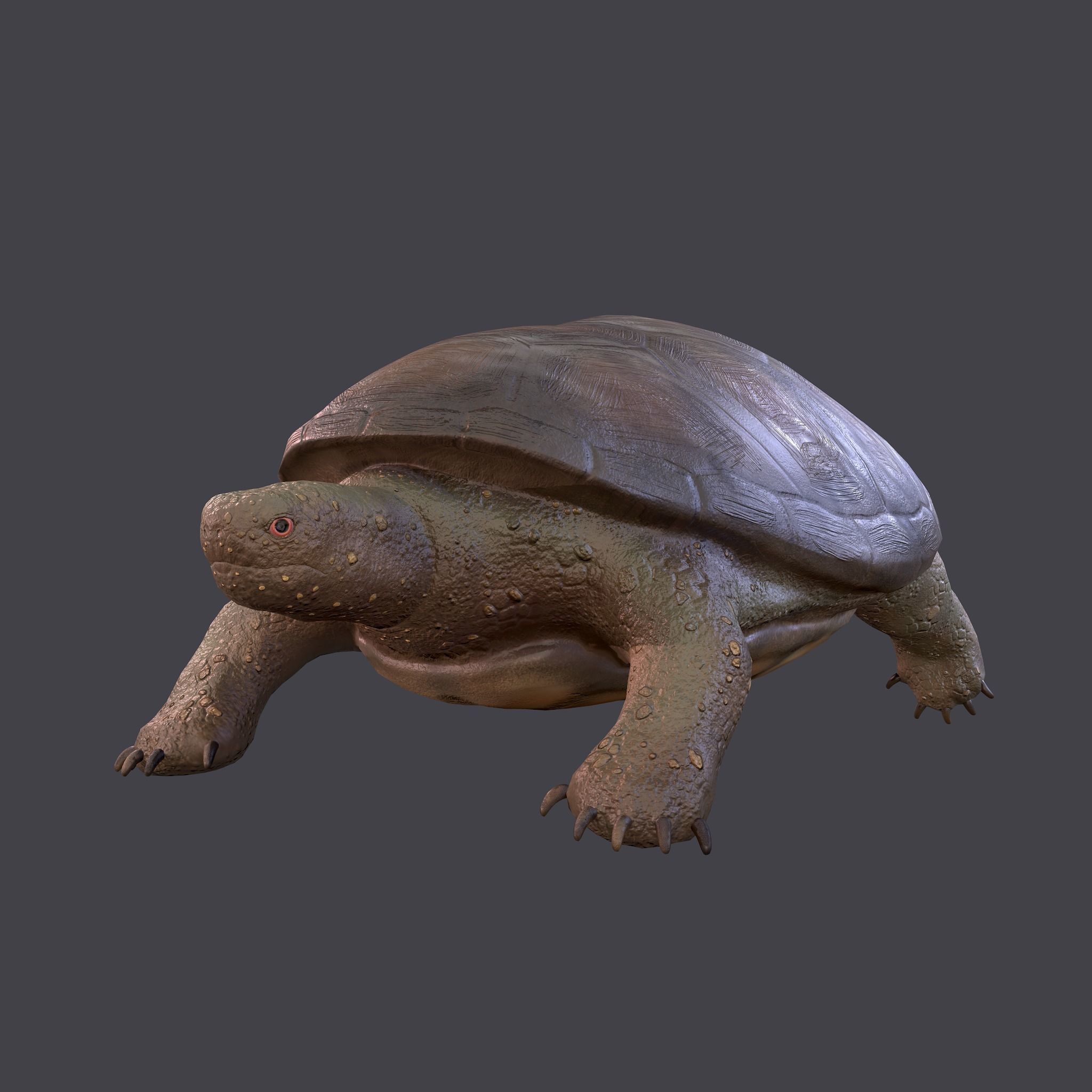 Turtle Free low-poly 3D model 3