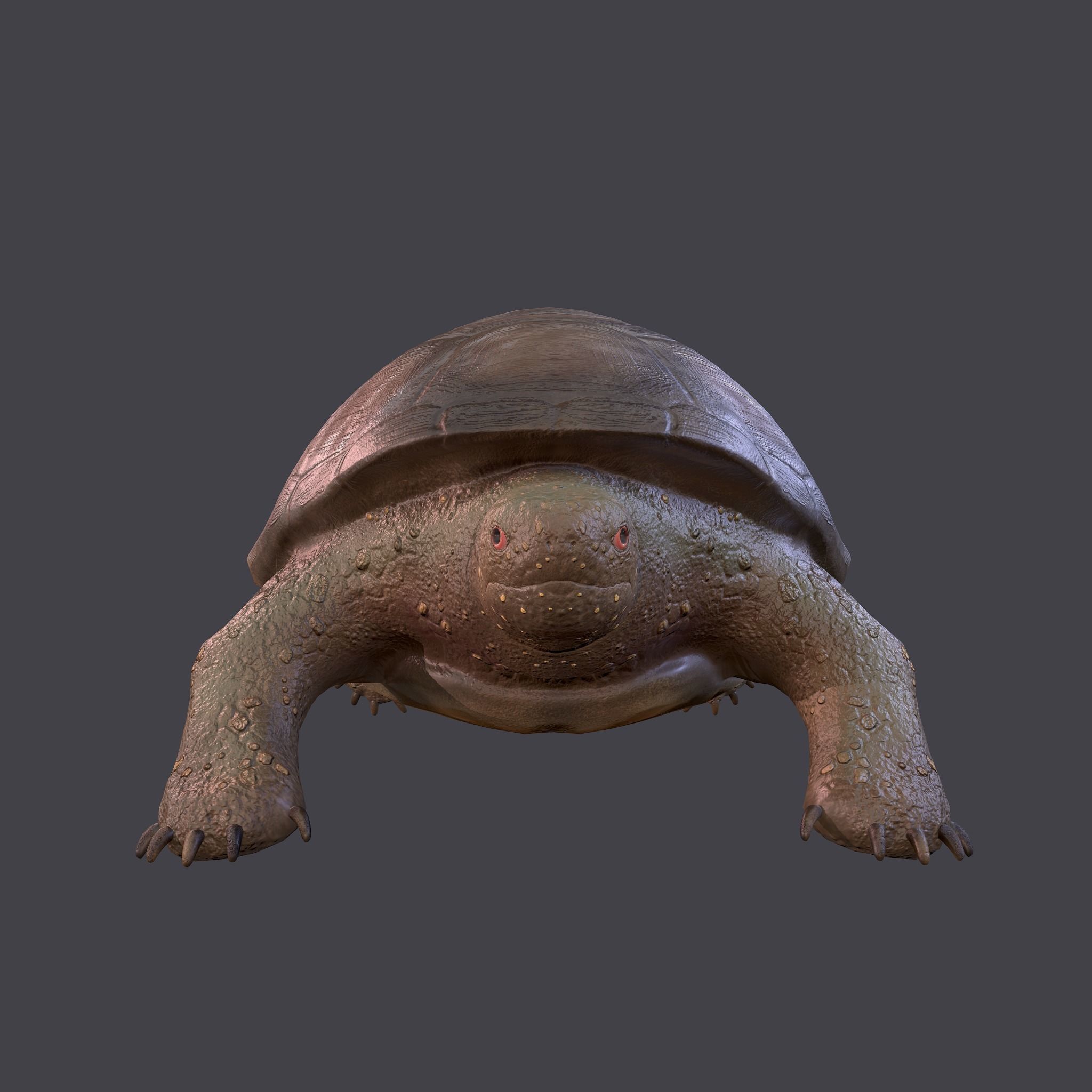 Turtle Free low-poly 3D model 4