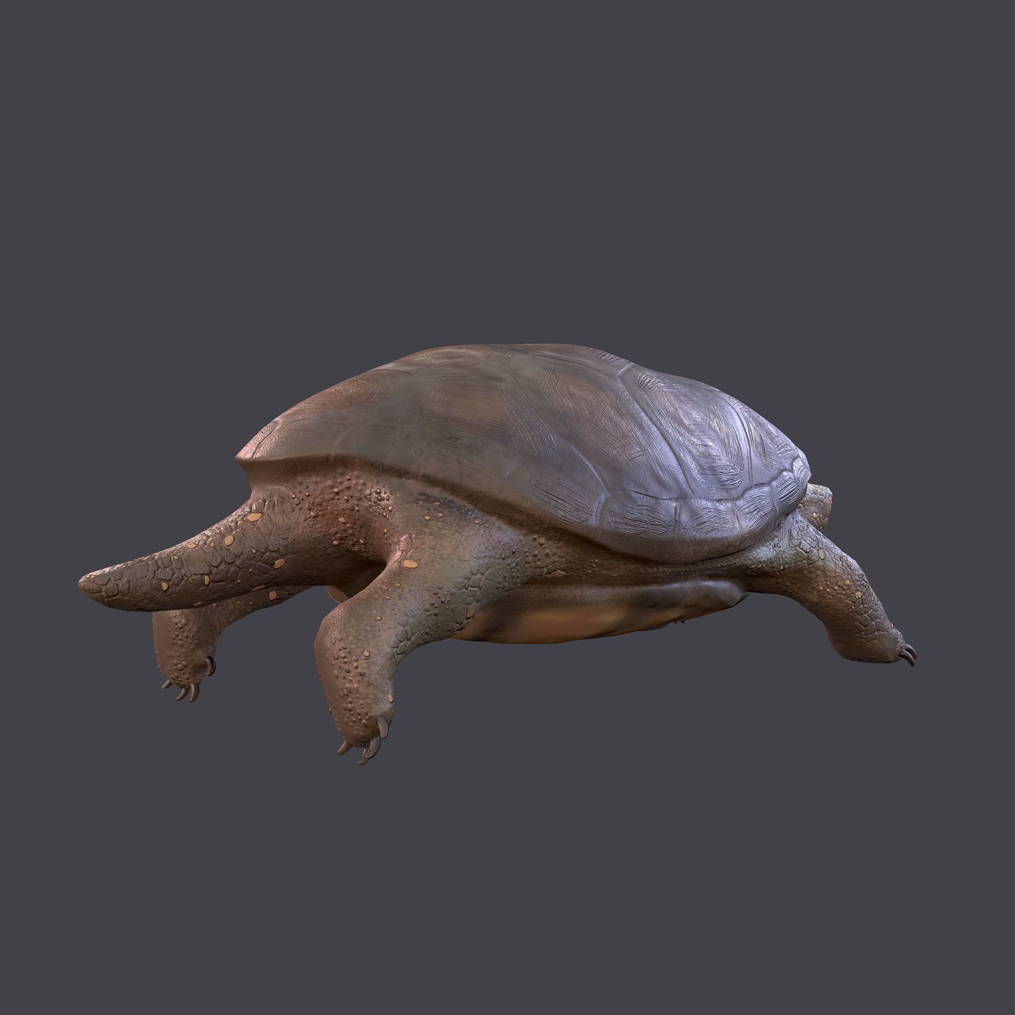 Turtle Free low-poly 3D model 5