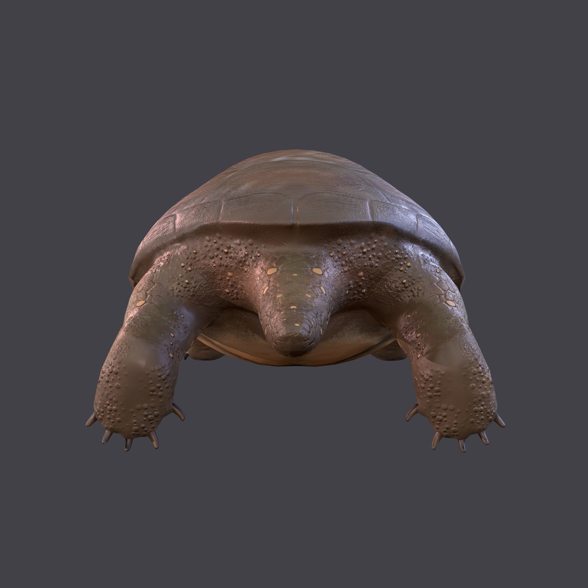 Turtle Free low-poly 3D model 6