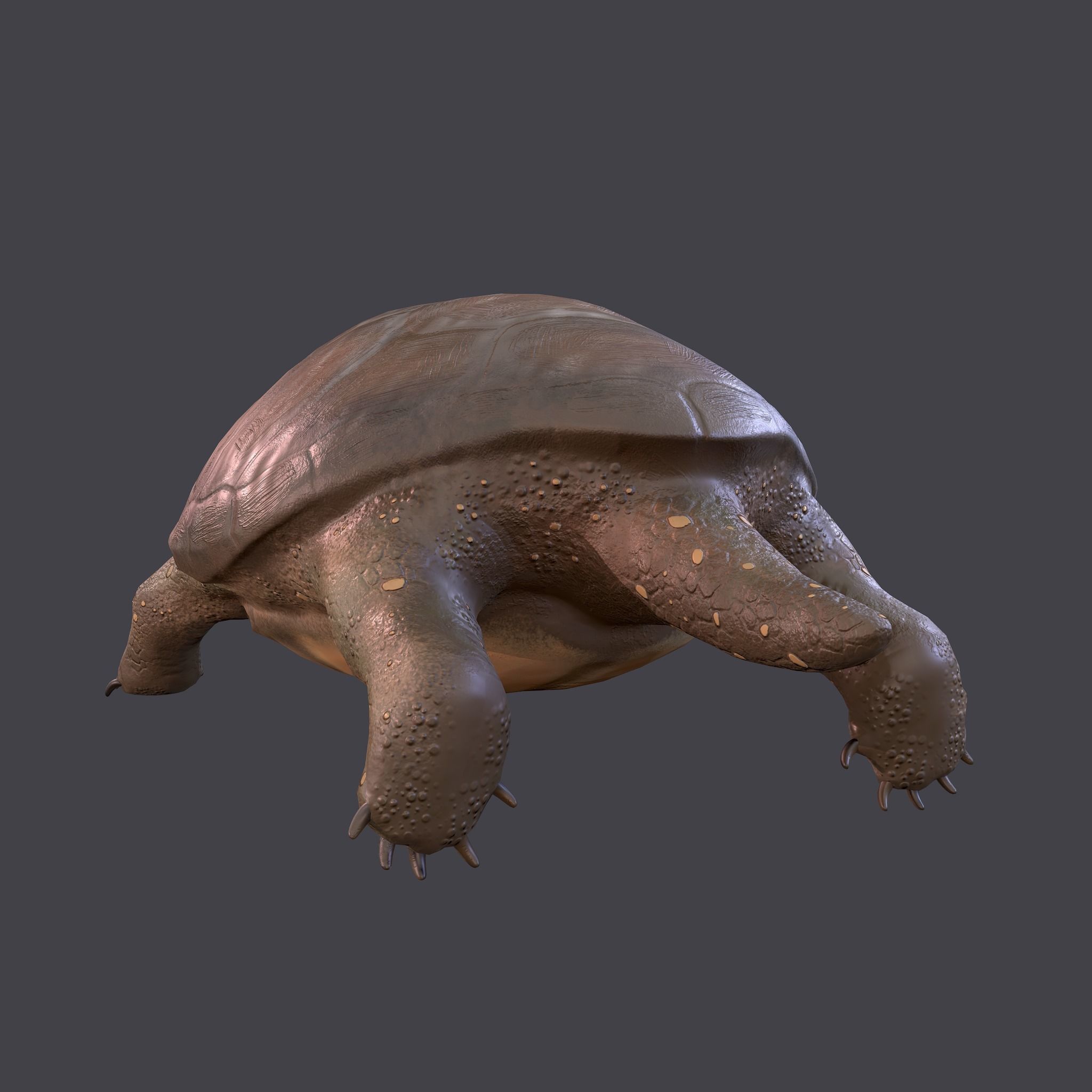 Turtle Free low-poly 3D model 7