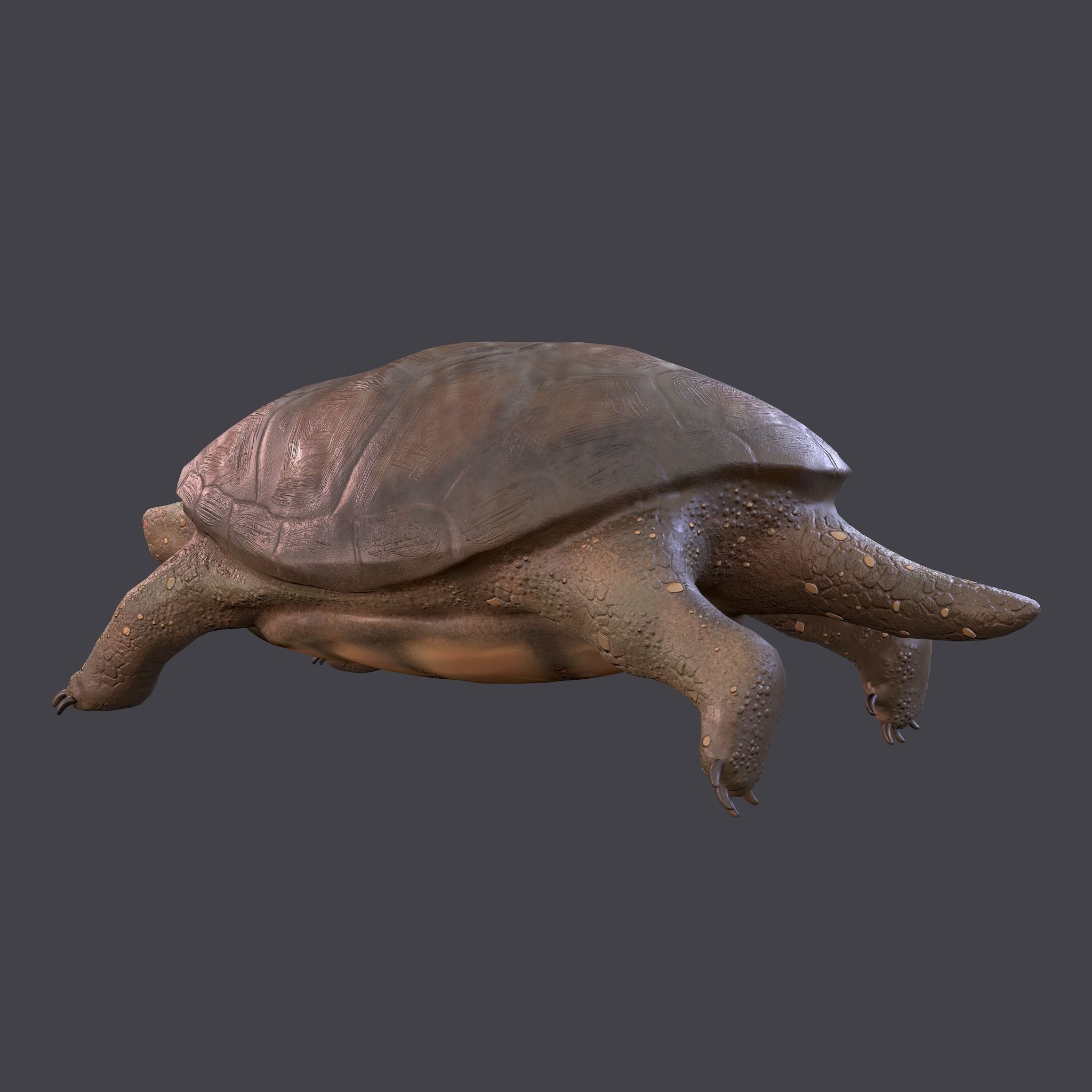 Turtle Free low-poly 3D model 8