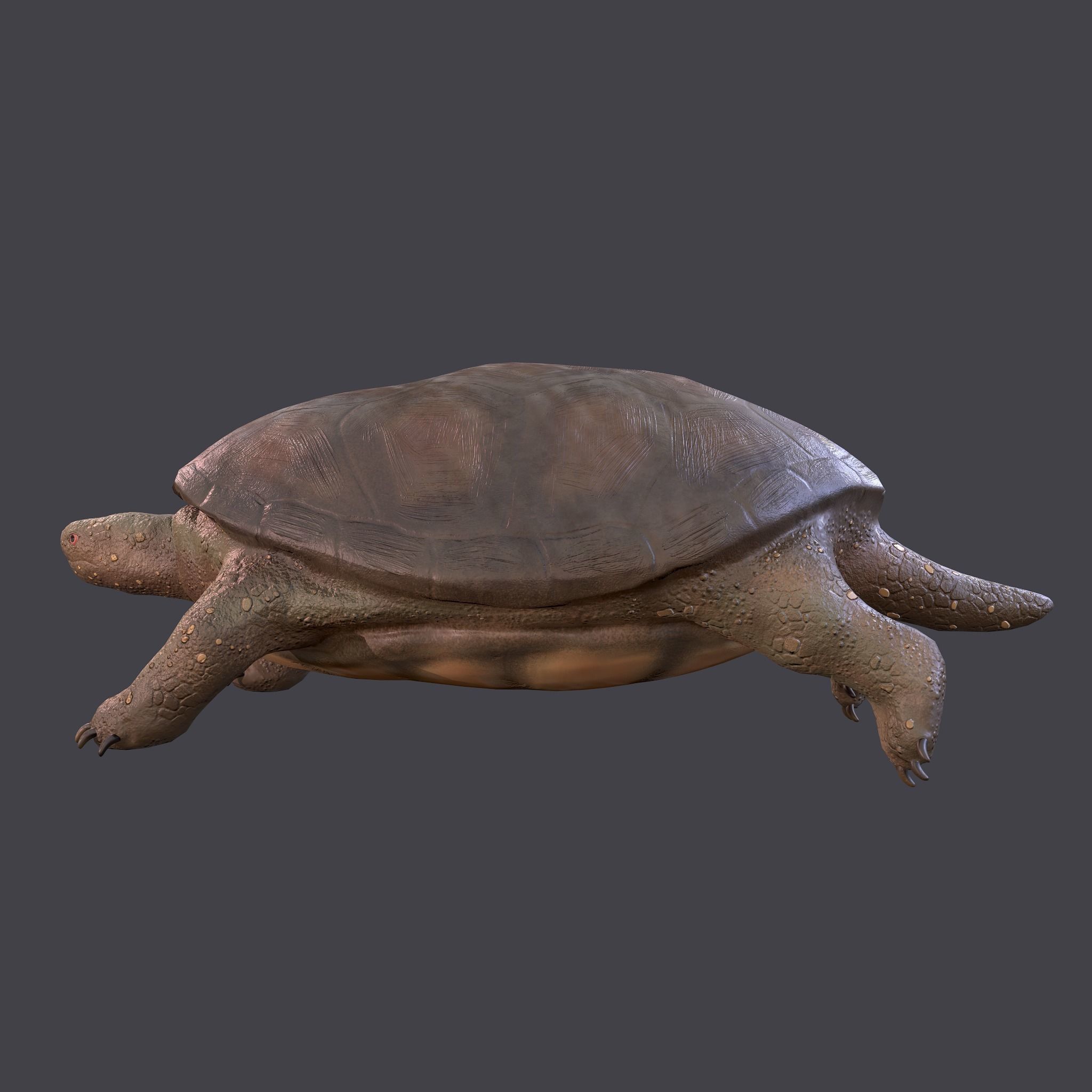 Turtle Free low-poly 3D model 9